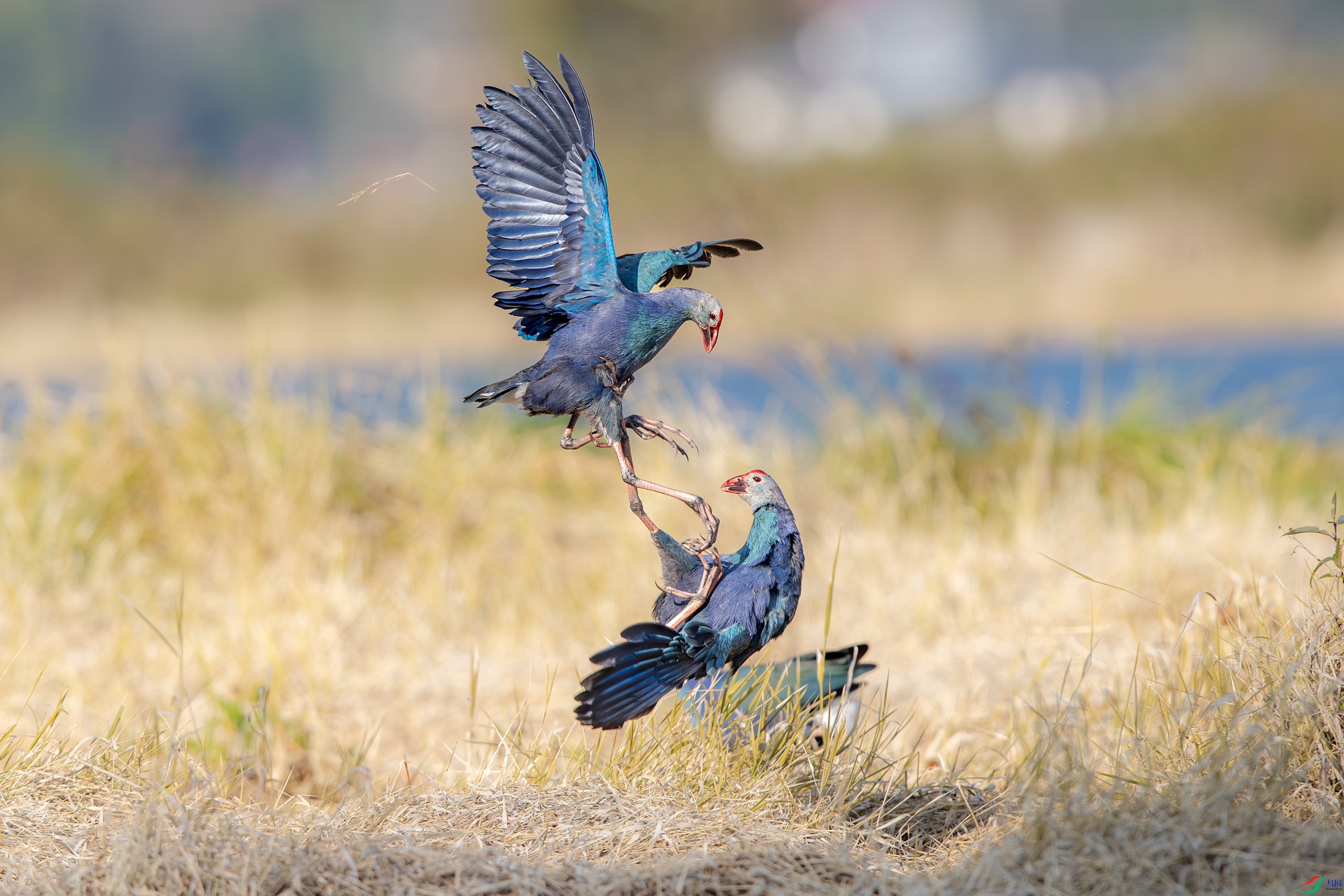 A15I1930-����ǿ-NR ����.jpg