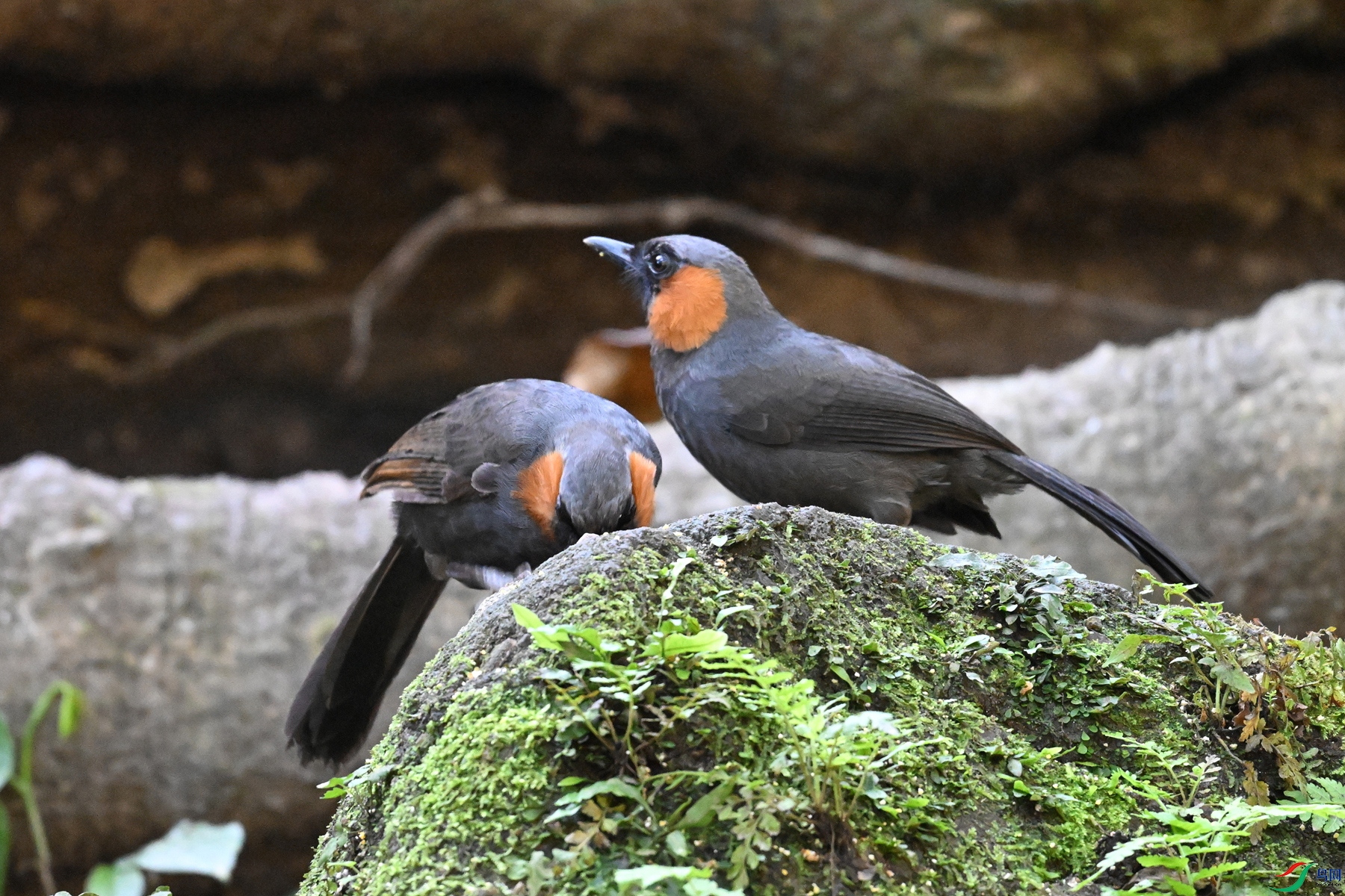 DSC_6455.JPG