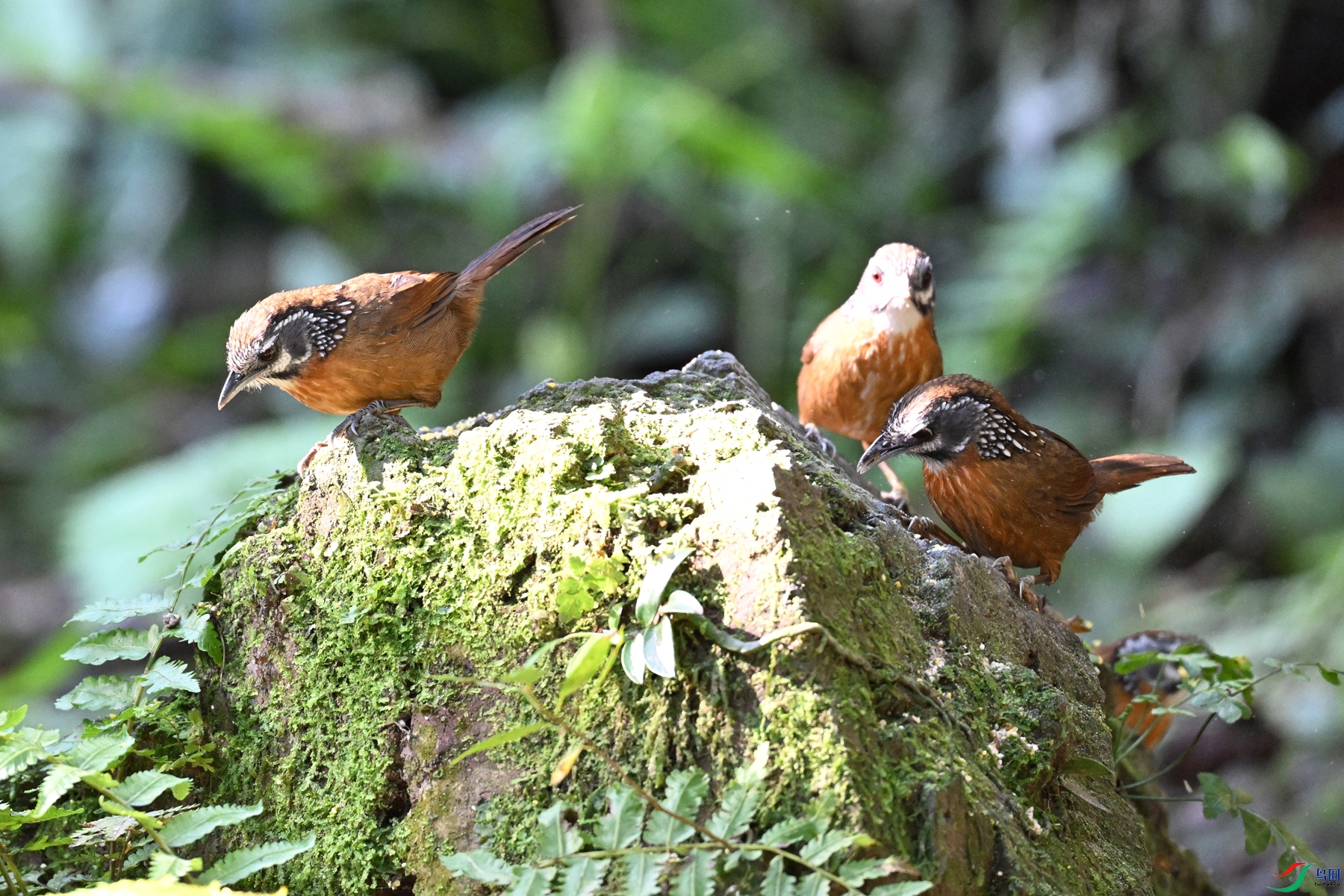DSC_6420.JPG