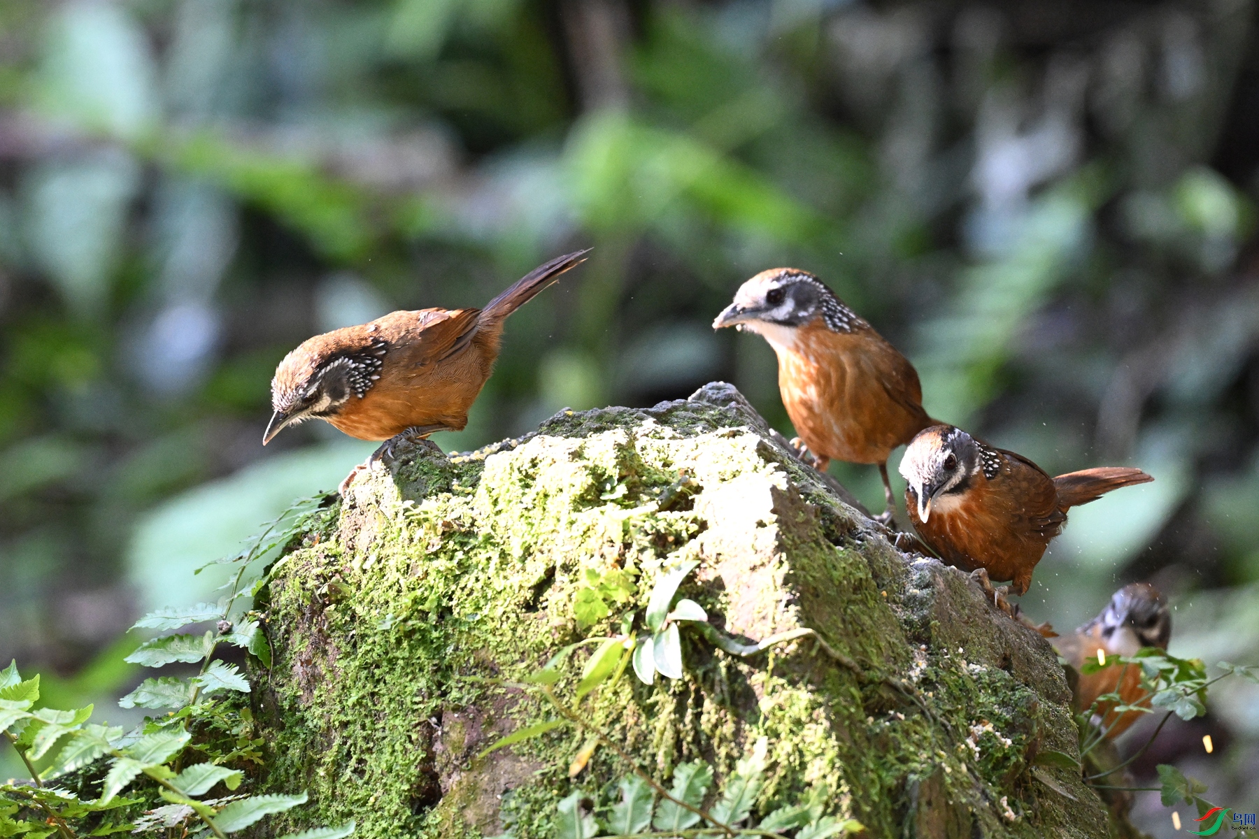 DSC_6421.JPG