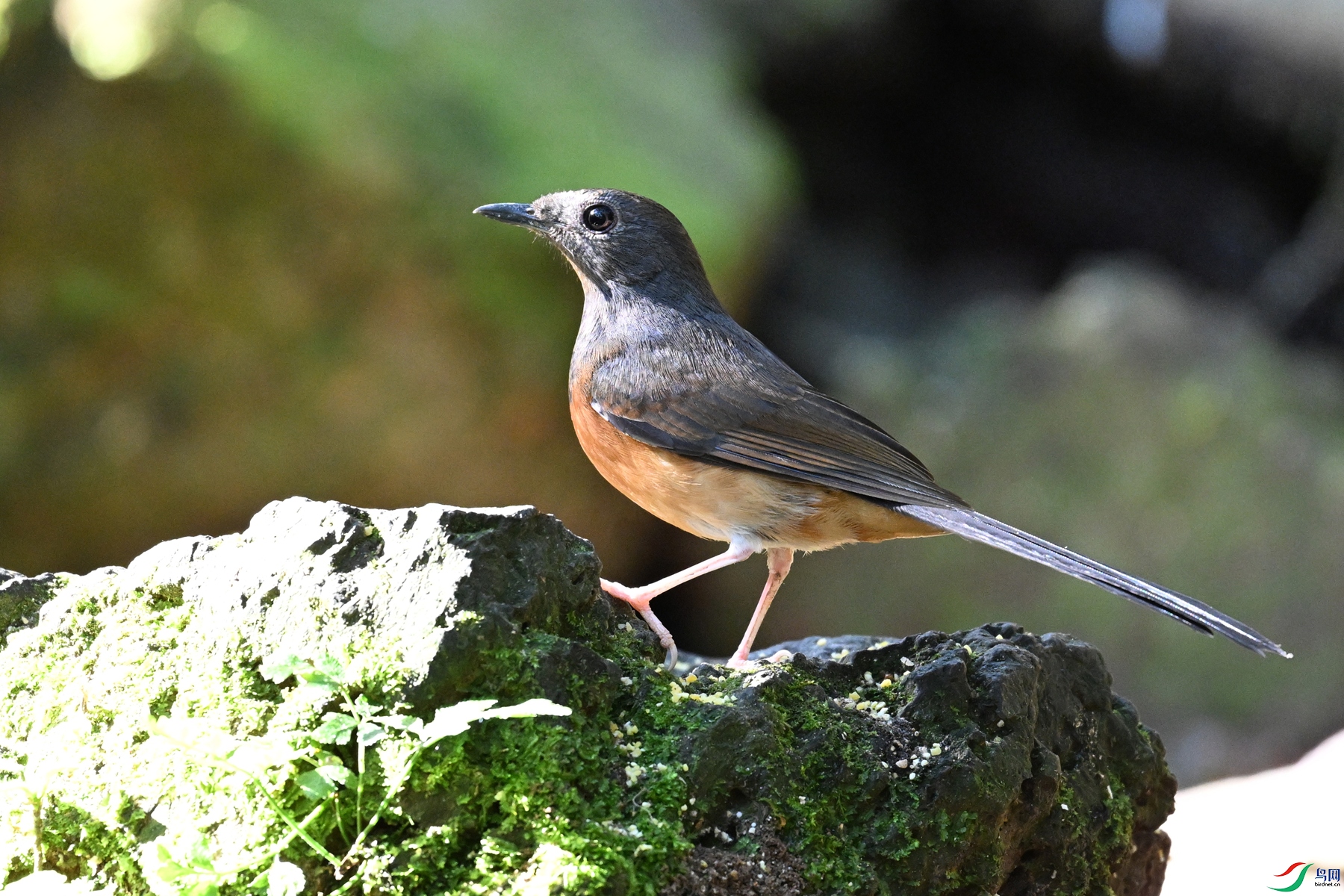 DSC_6436.JPG