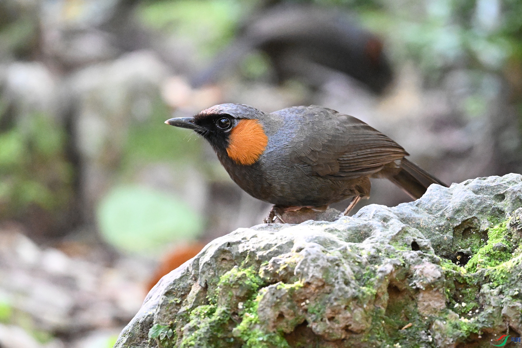 DSC_6485.JPG