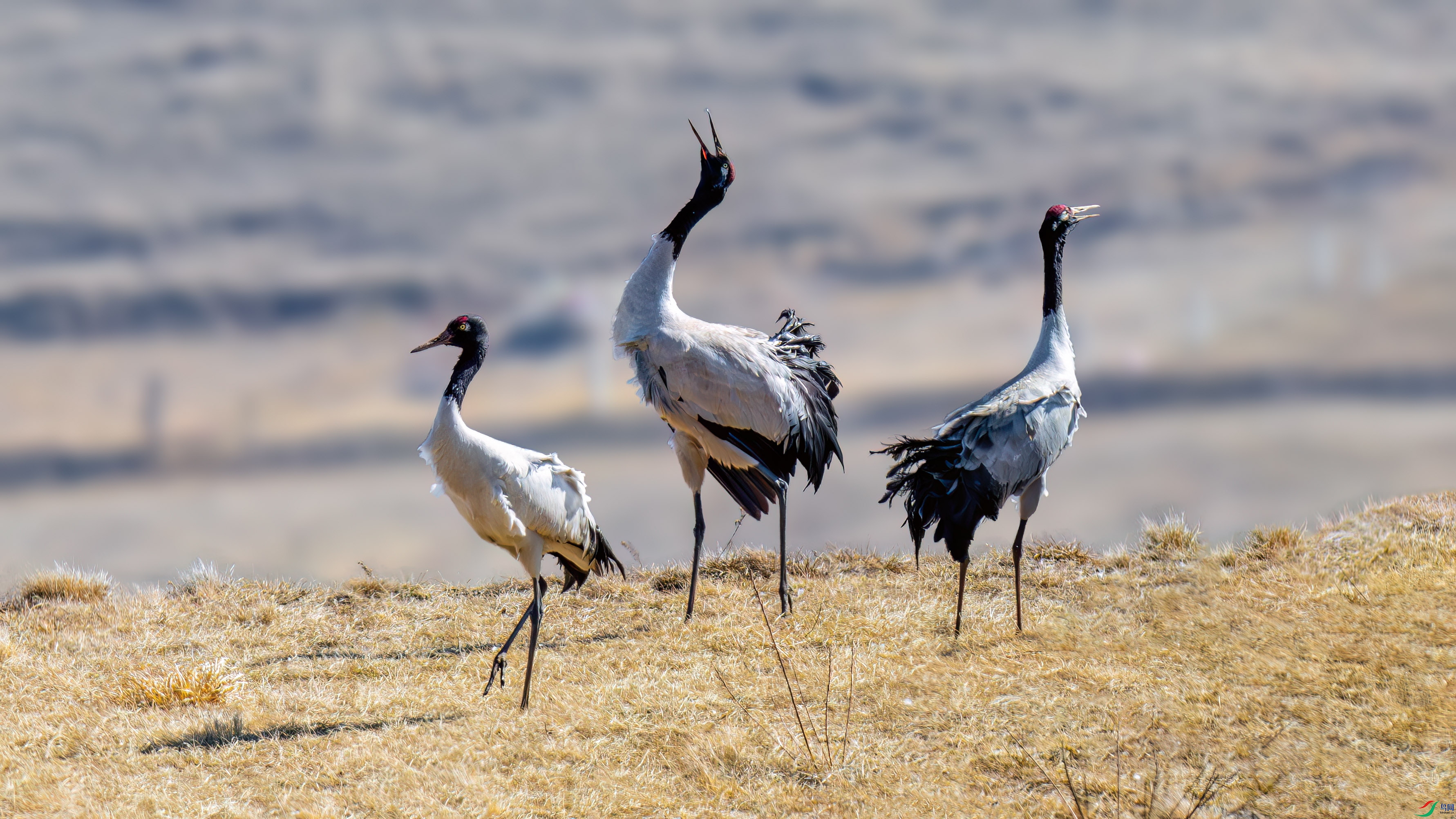 DSC_7651.jpg