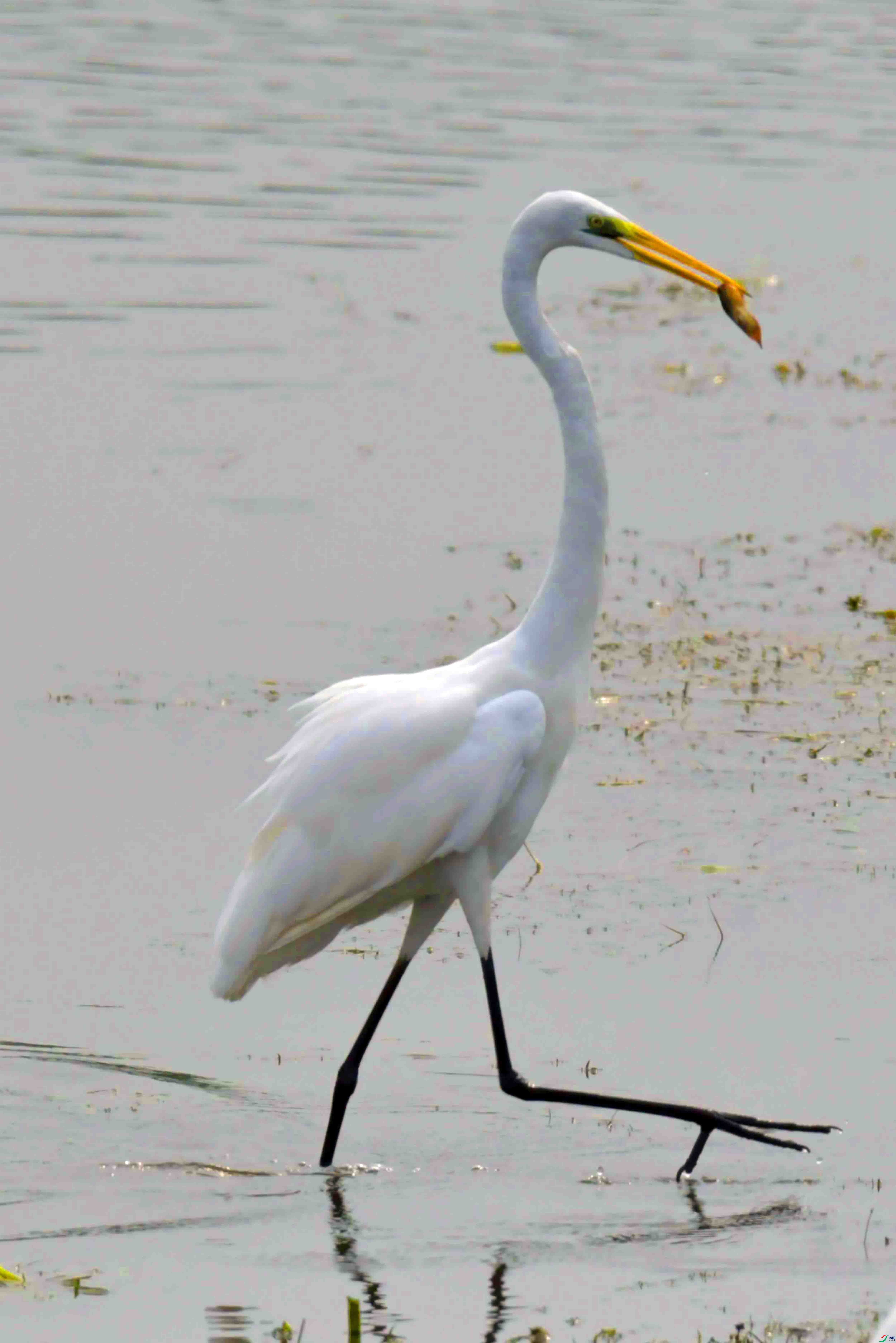 DSC_7060.JPG
