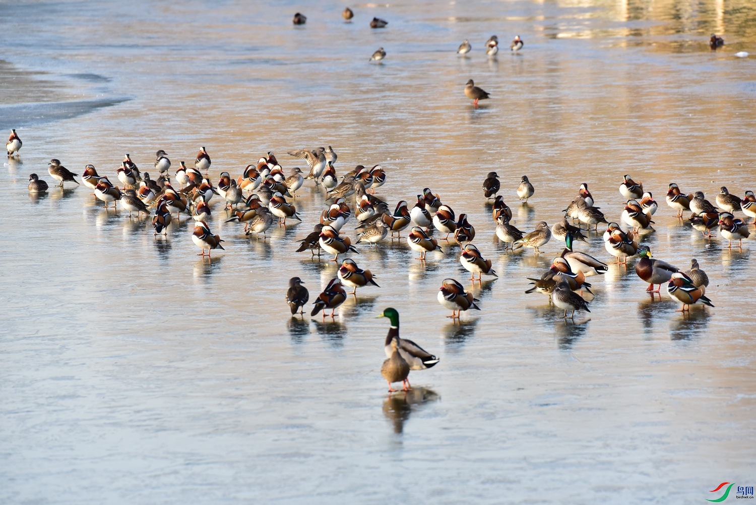DSC_7630.JPG