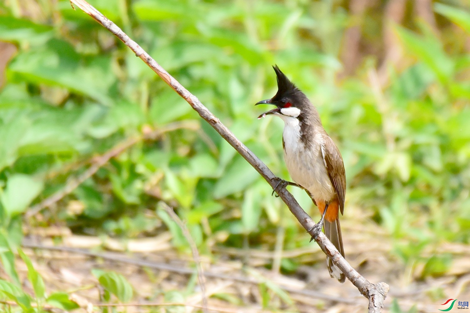 DSC_1829.JPG