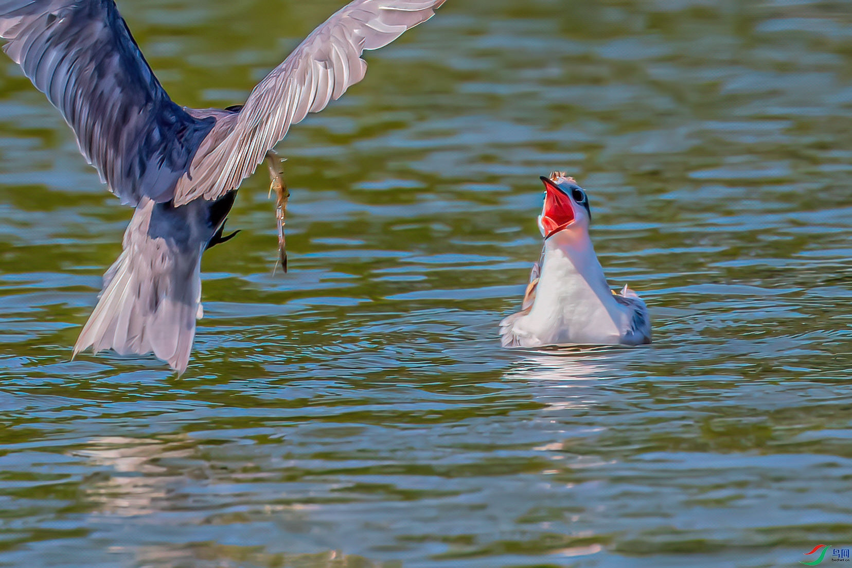 DSC_0241-2.jpg