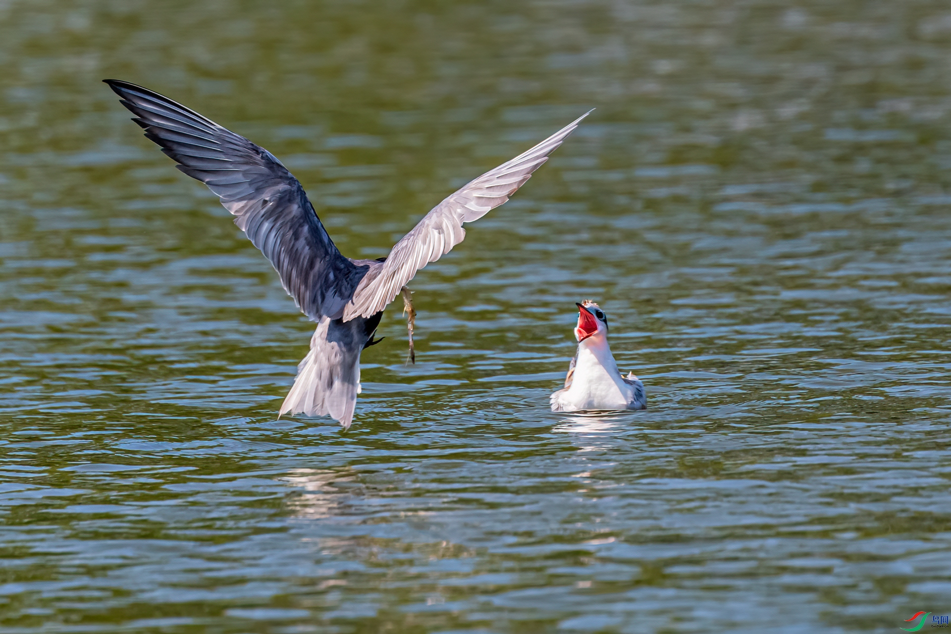 DSC_0241-11.jpg