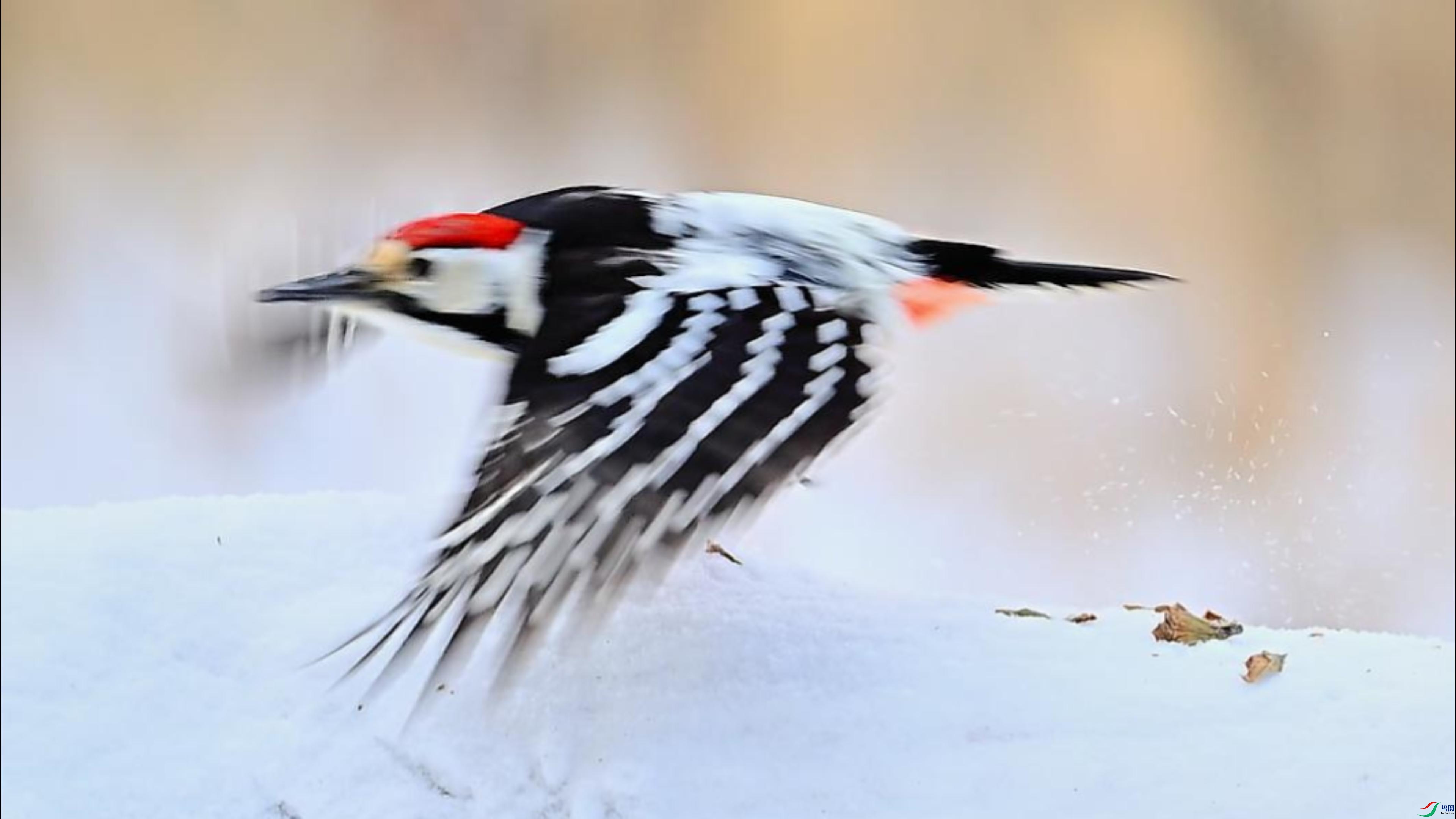 �ױ���ľ��