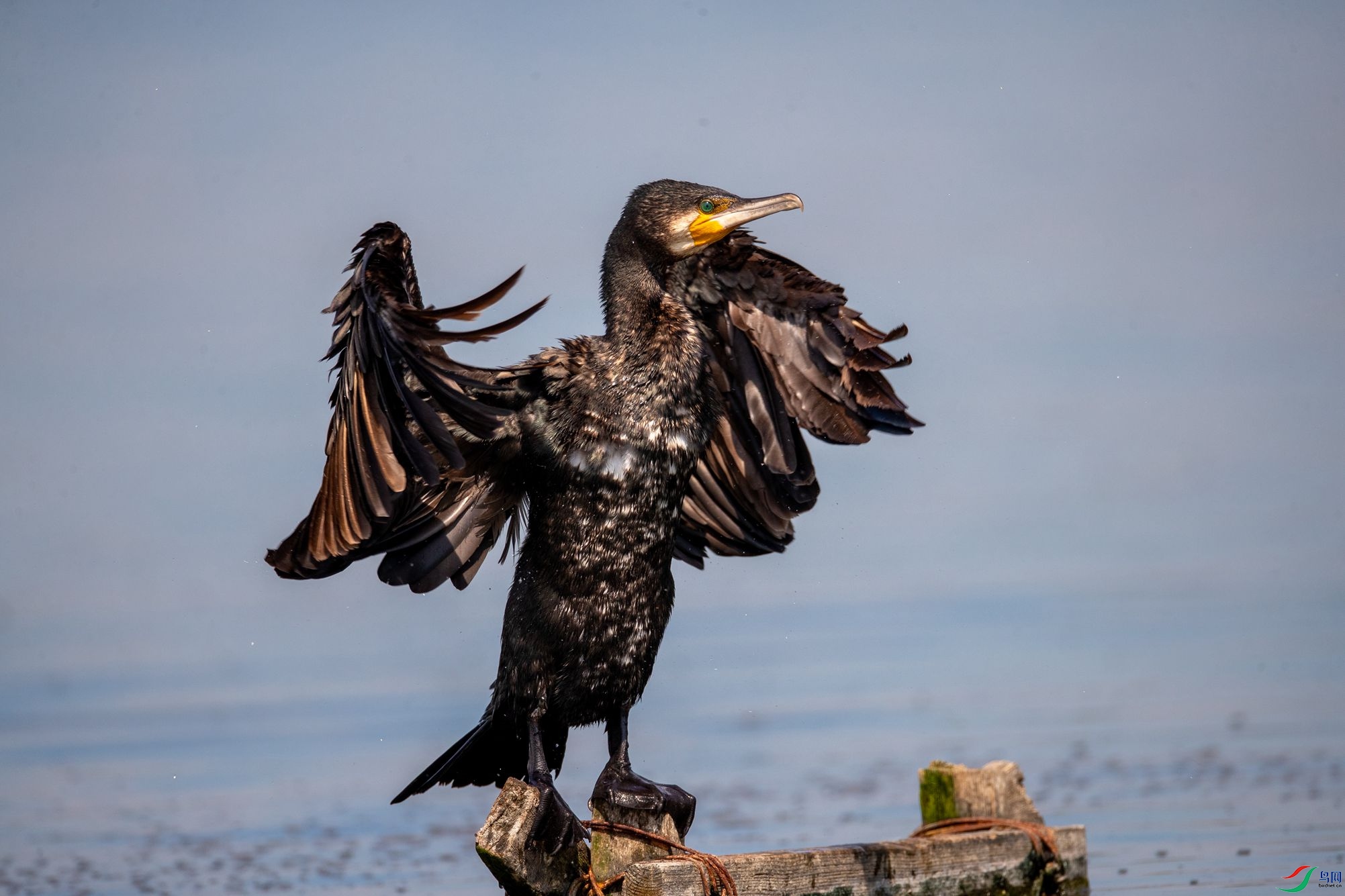 BN5I0780 ����_����.jpg