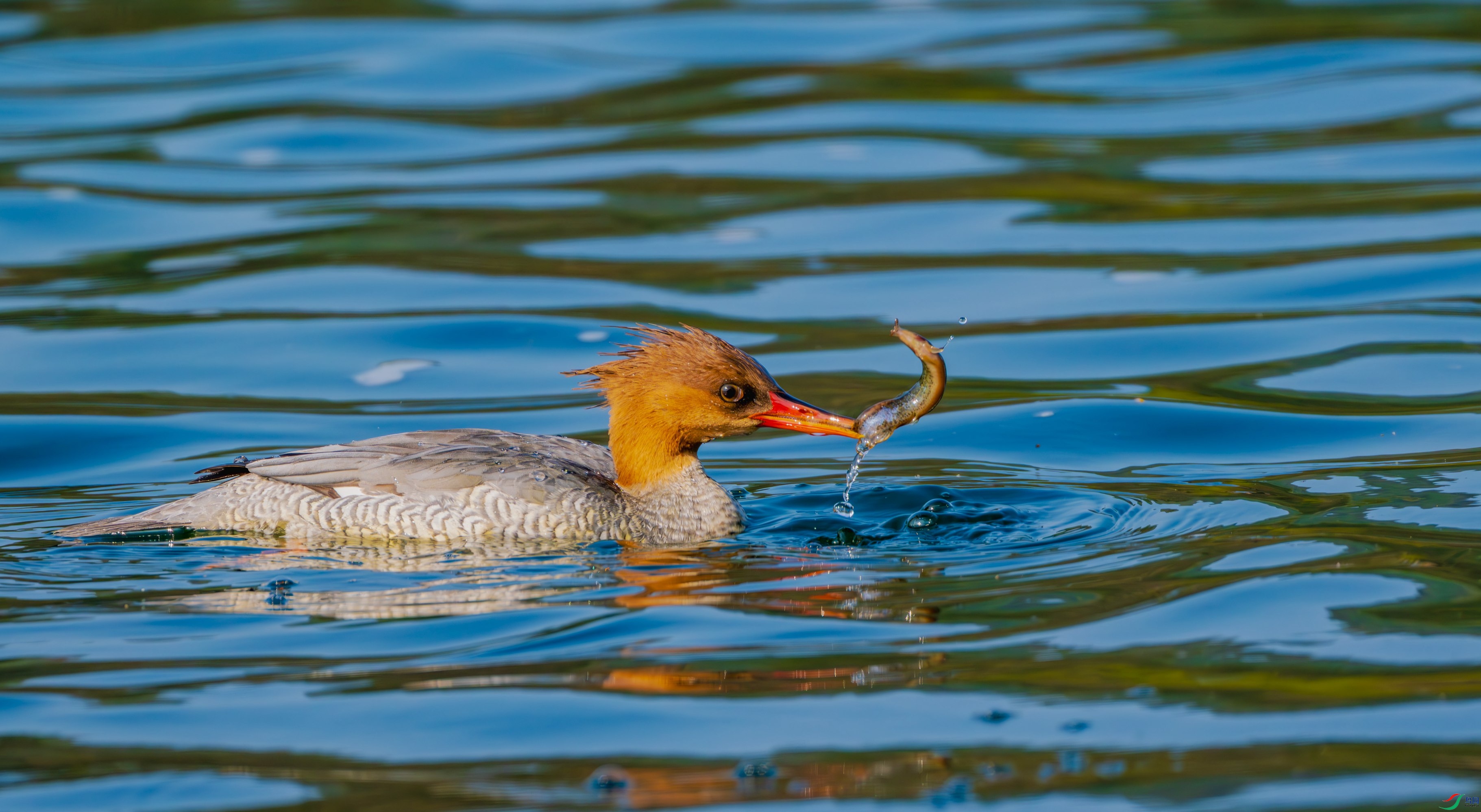 DSCF6931-����ǿ-NR_2 - ����.jpg