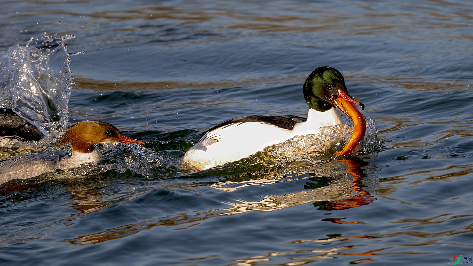 DSC_9425-.jpg