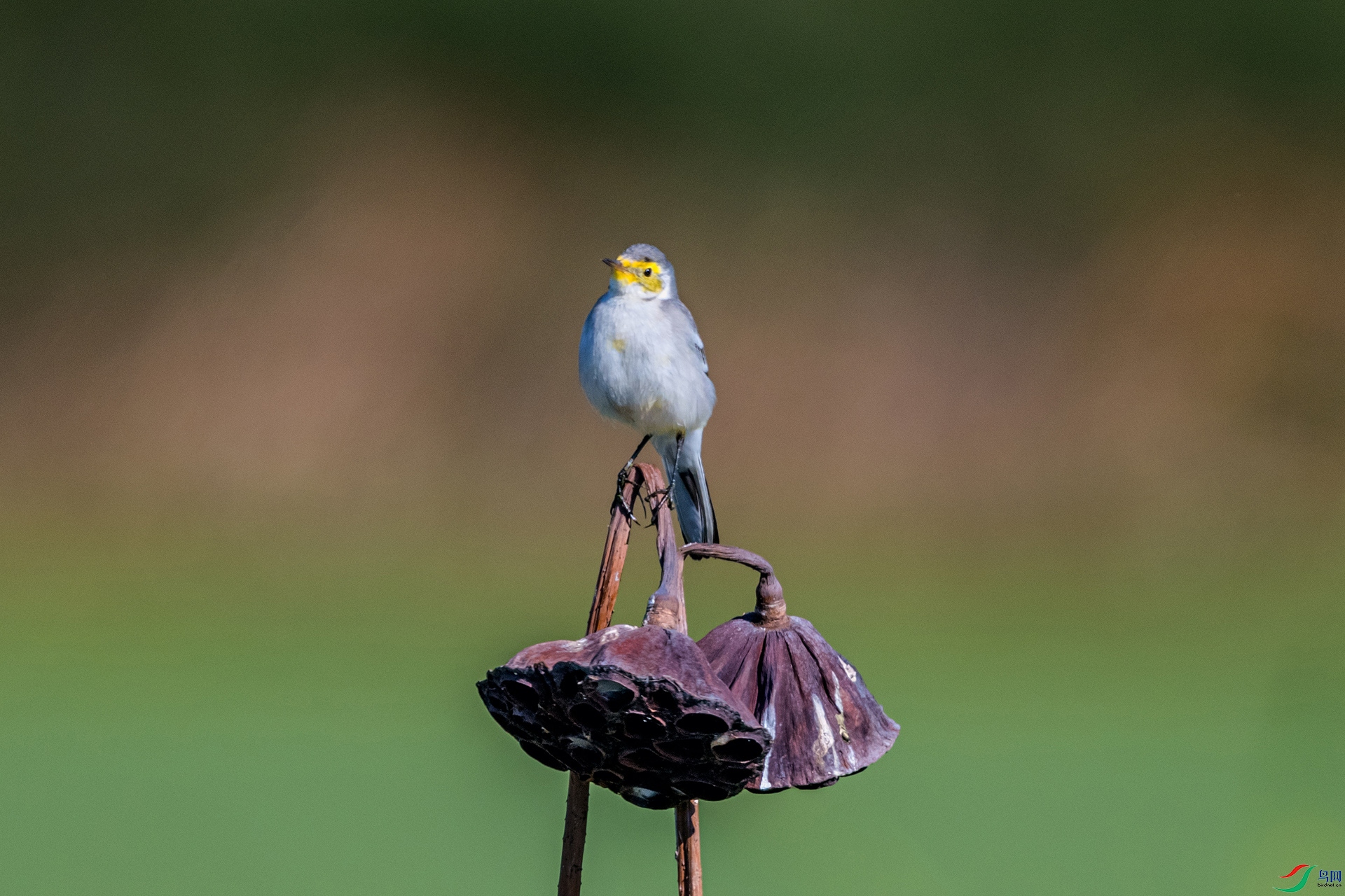 _AUU0864 ��ͷ�n�_(25.11.25).jpg