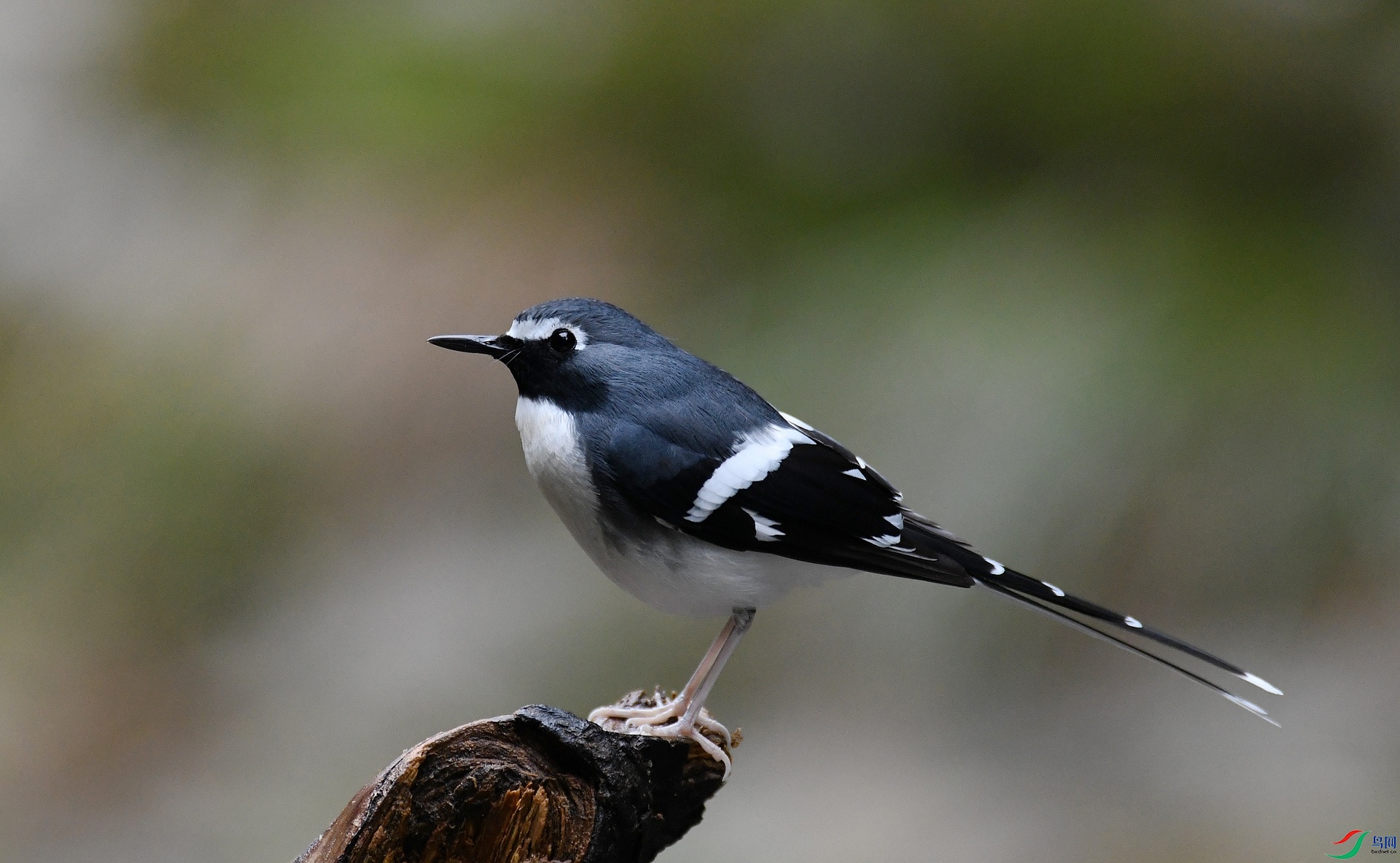 DSC_9464.jpg