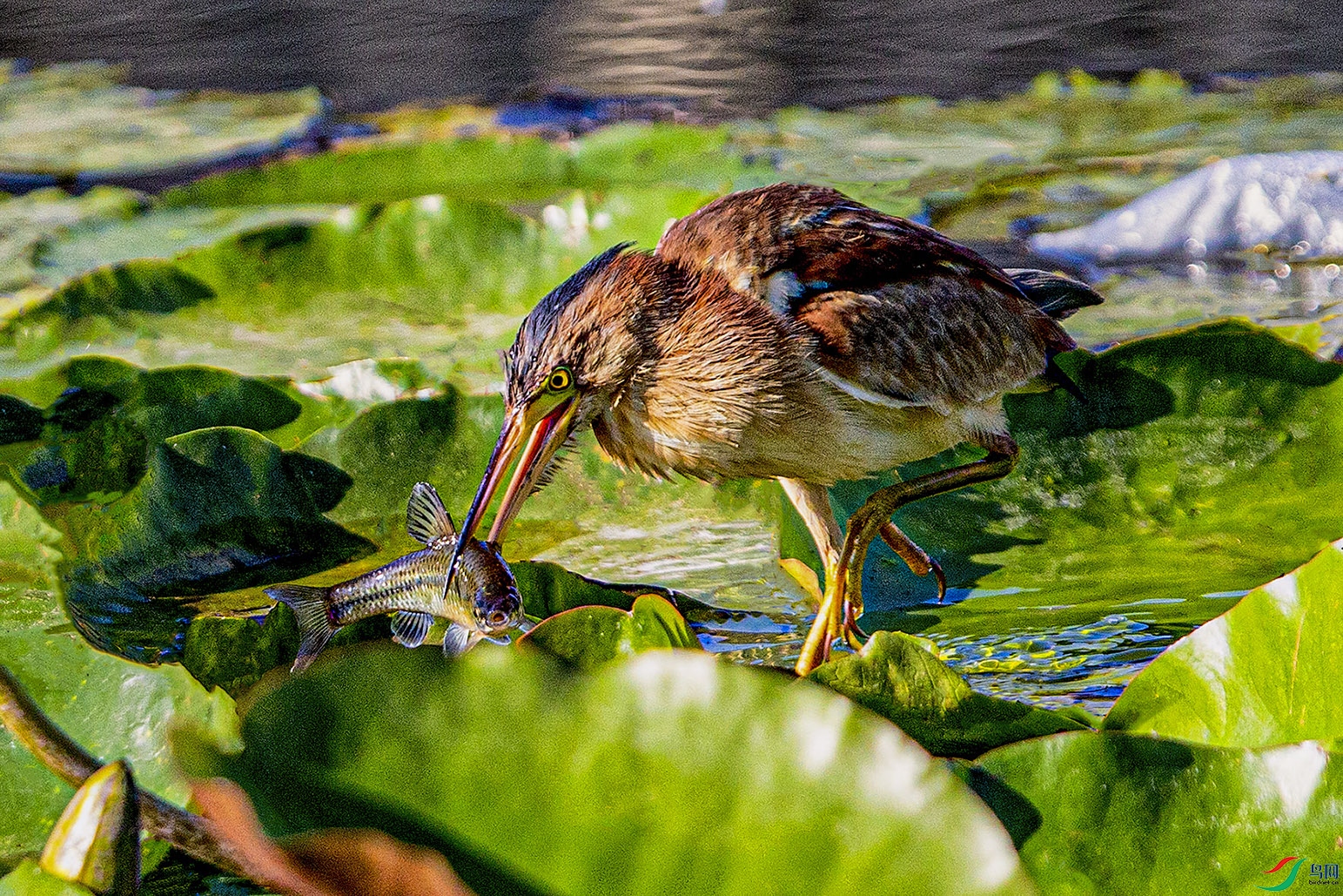 _MG_7408 ���� 2.jpg