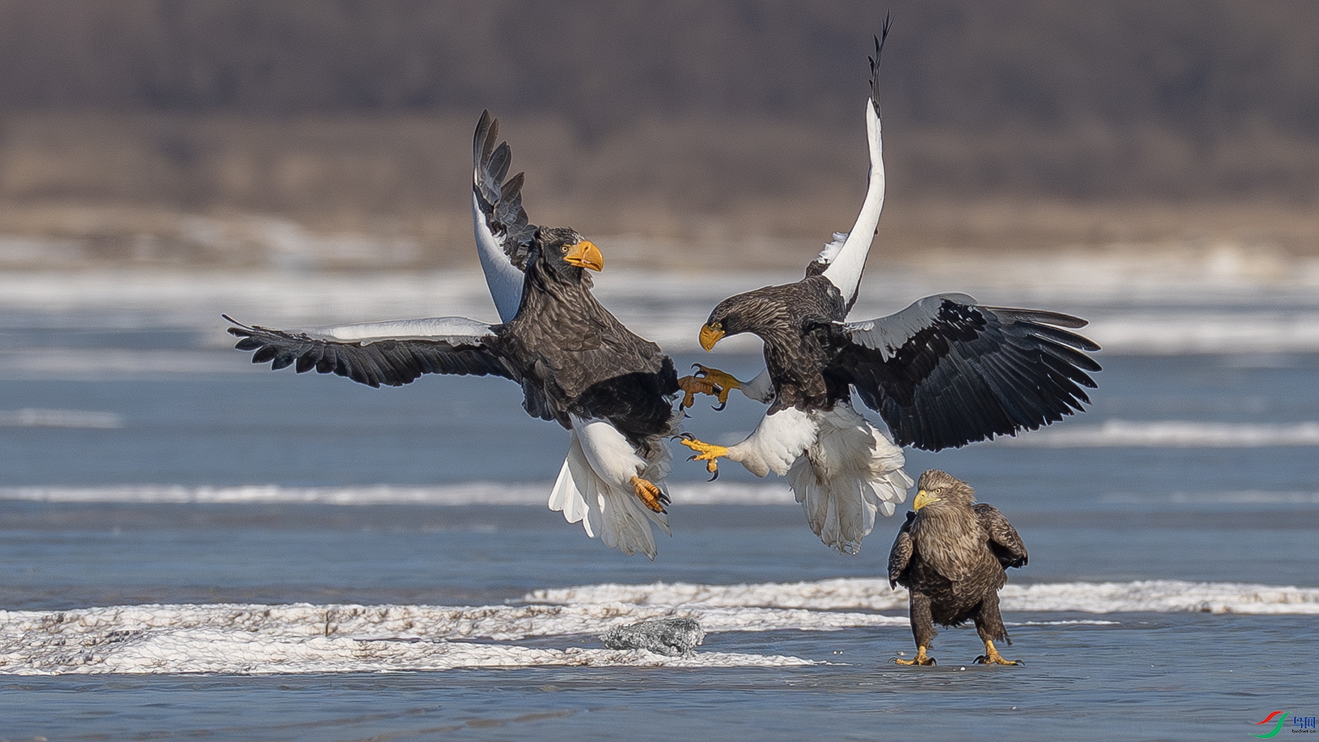 ����1��-�|���-ǣ�ֲ�����DSC02671 ����.jpg