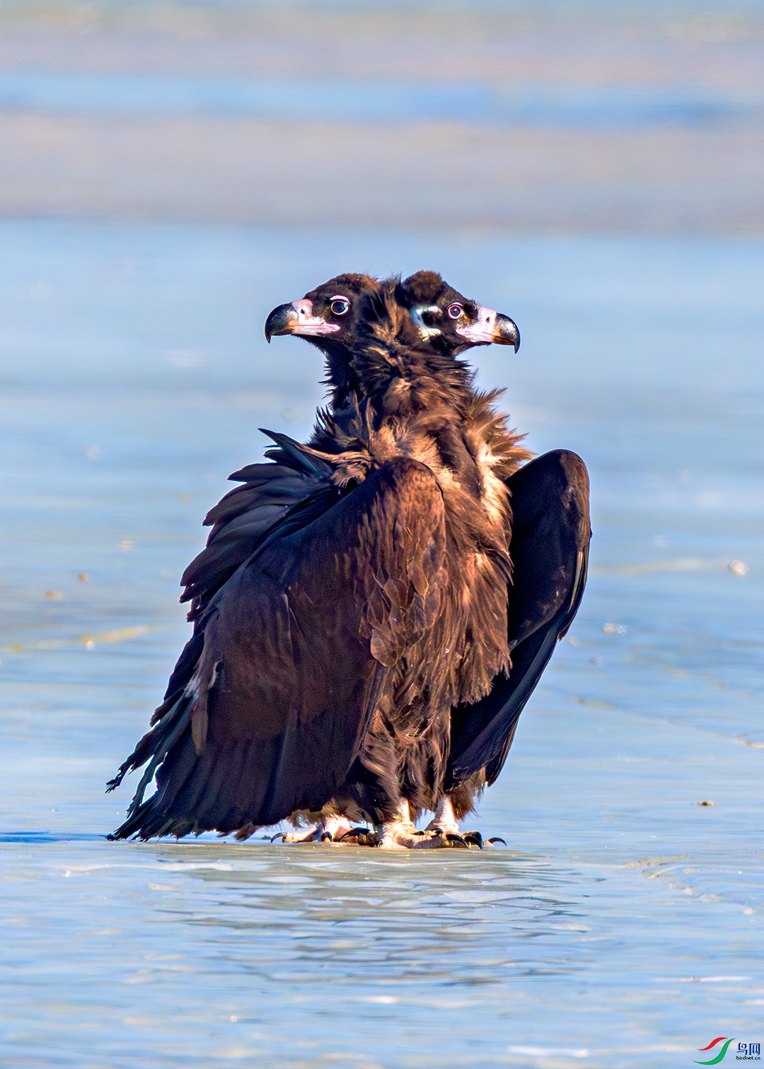 398A6612 ����  ˫ͷ�-���϶�-ӥ������MU.jpg