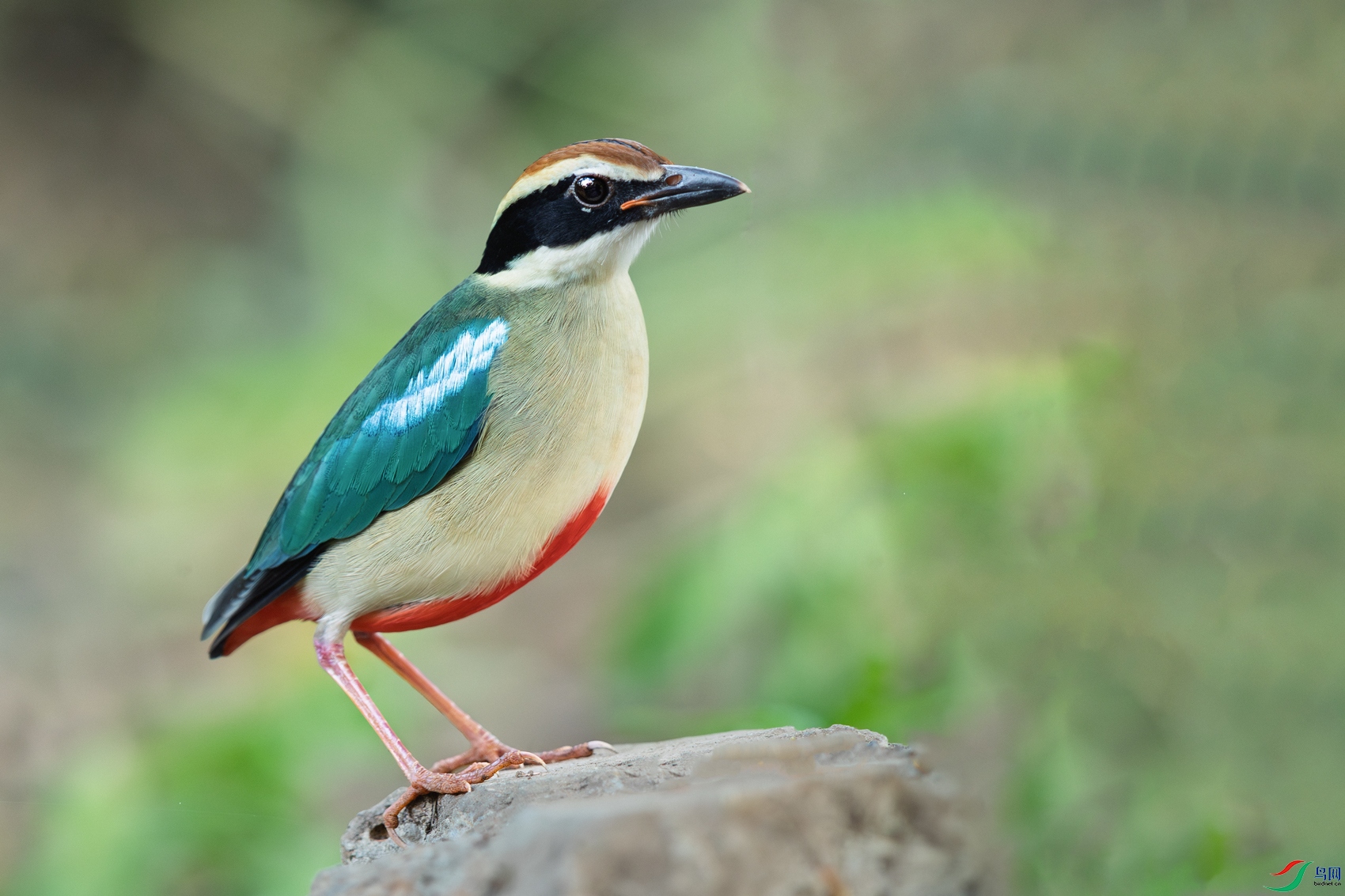 �ɰ�ɫ�----Ӣ���ˬ