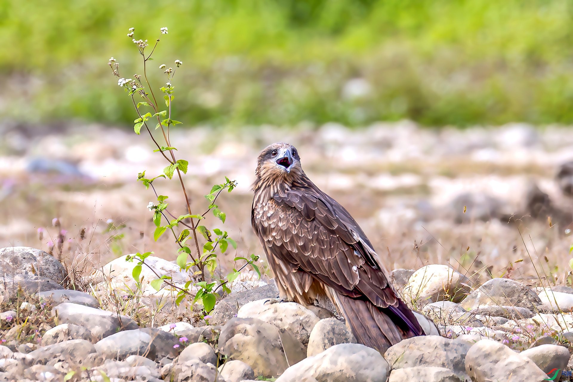 407A4979-----2222  .jpg