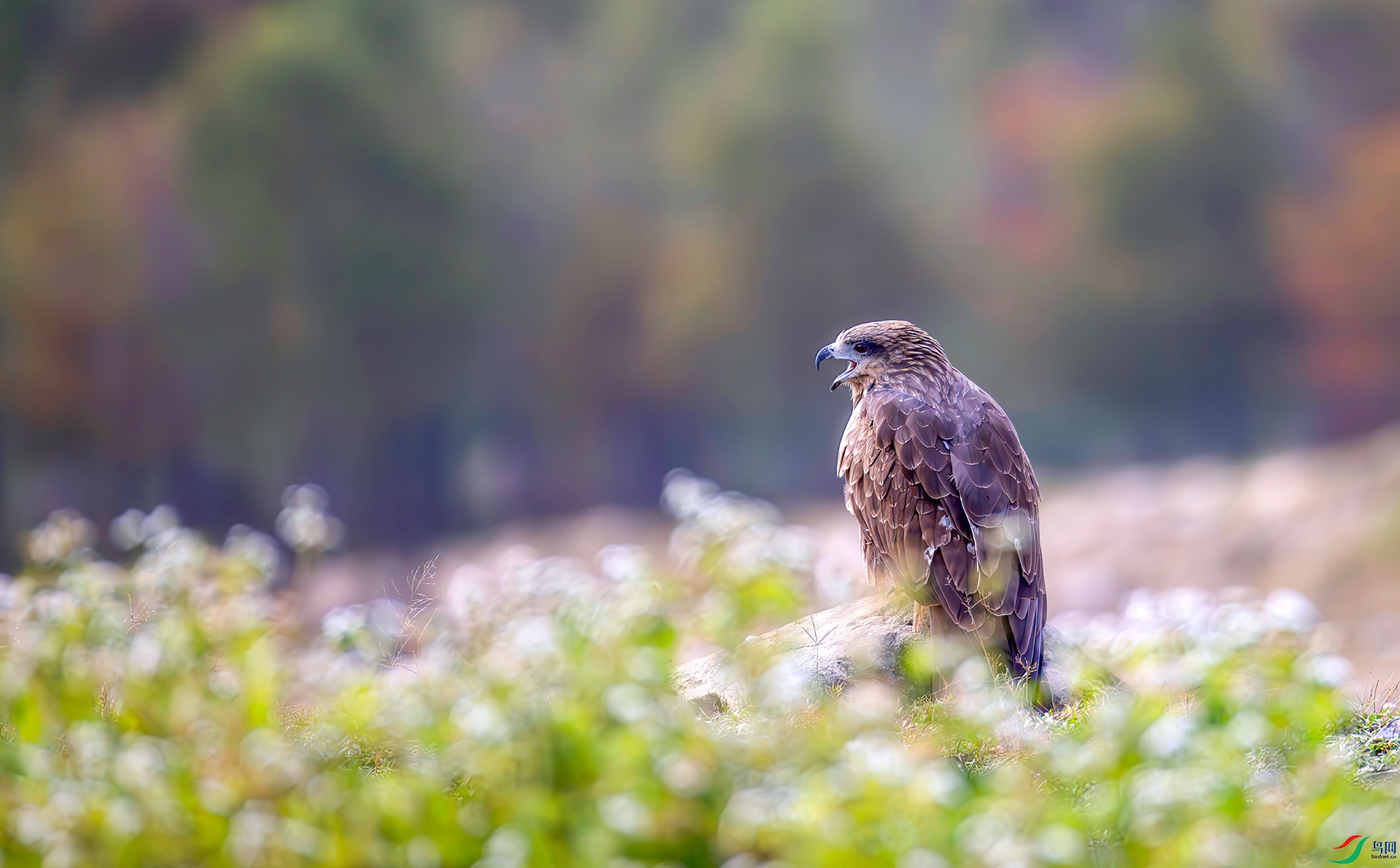 407A5174-----22  .jpg