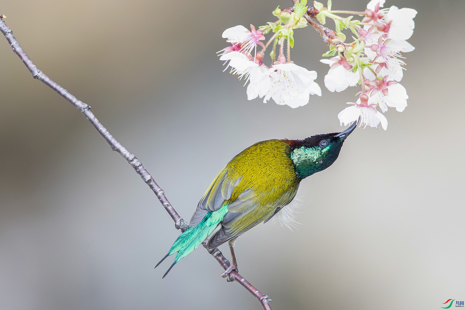 AS7I0125-����ǿ-NR ����---1 .jpg