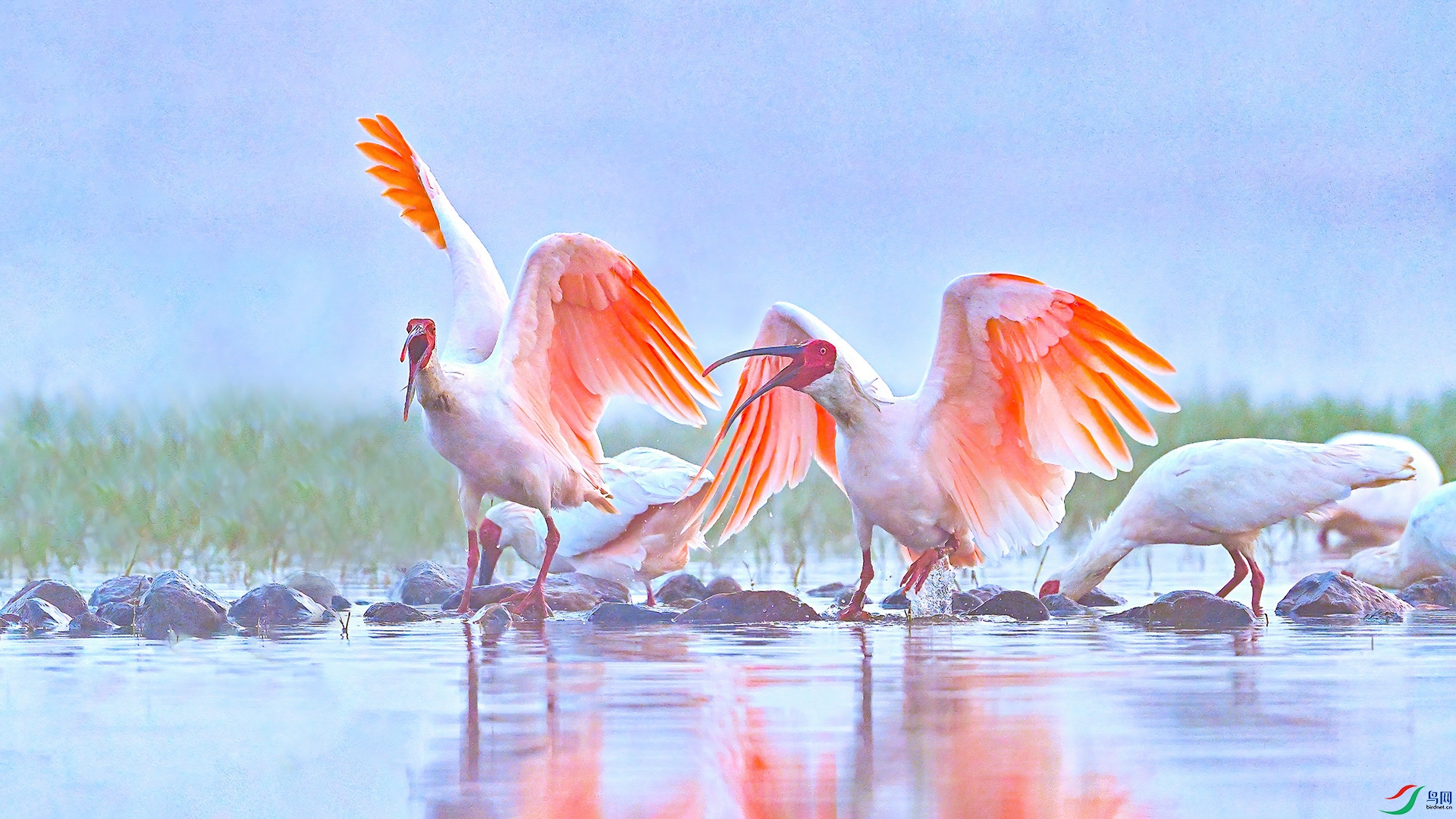 XHH_8648 ���� 2.jpg