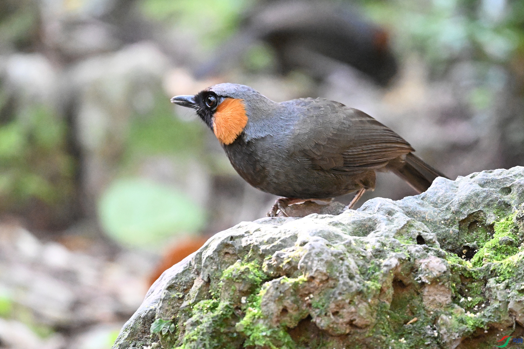 DSC_6487.JPG