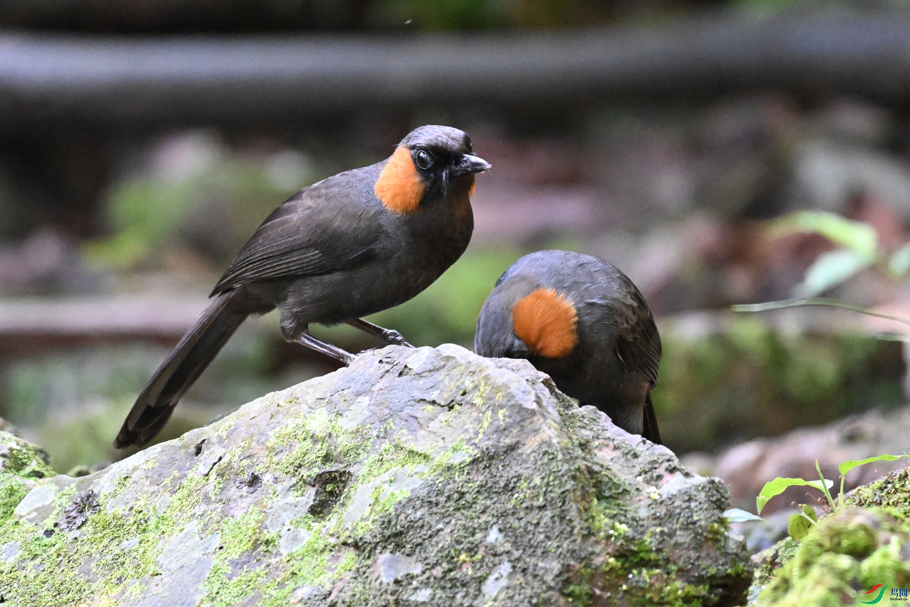 DSC_6472.JPG