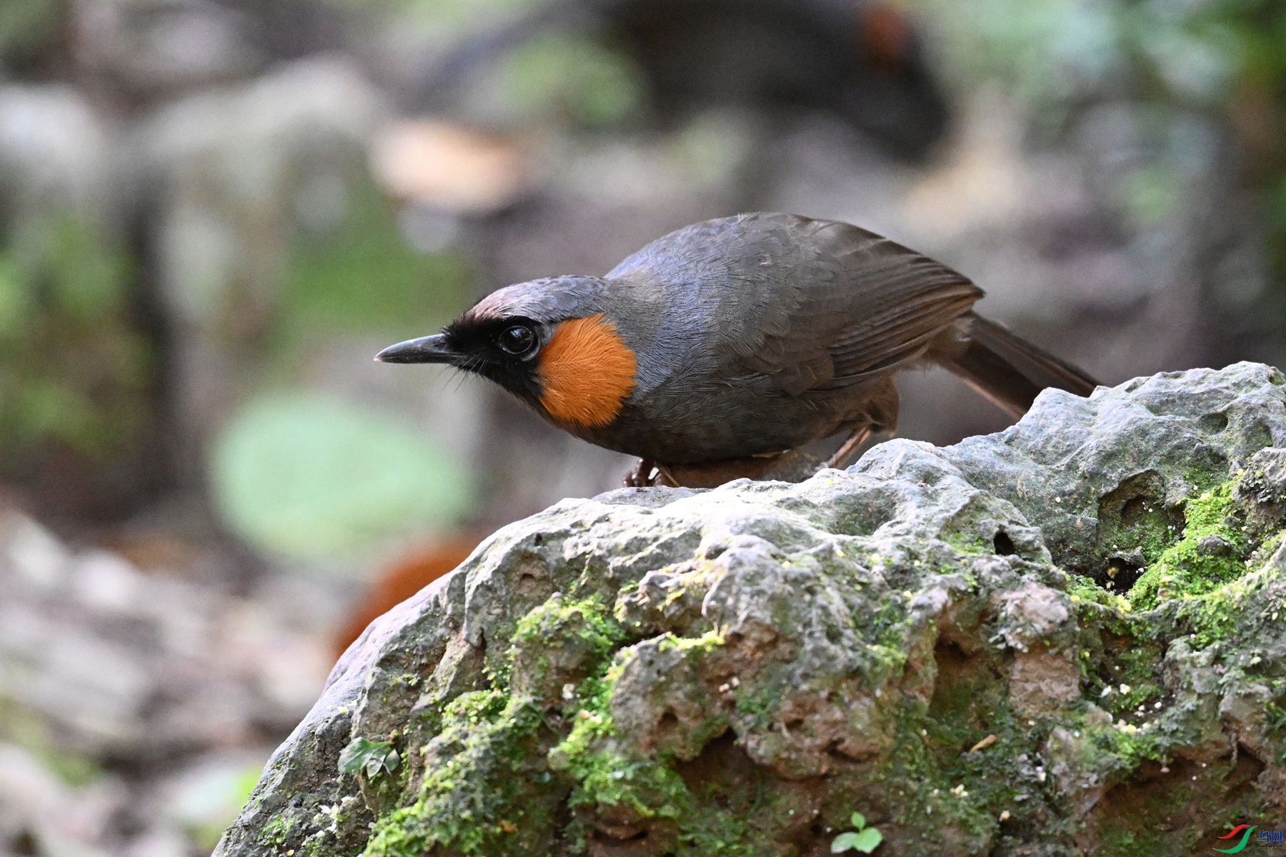 DSC_6482.JPG