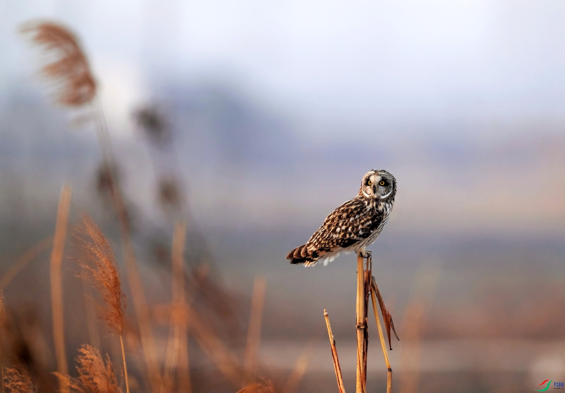 _DSC9018 ����-01-01.jpeg