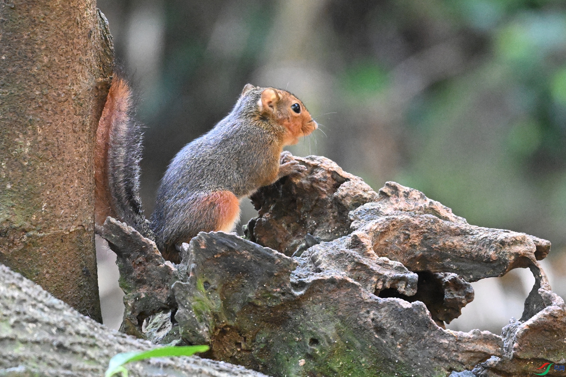 DSC_6451.JPG