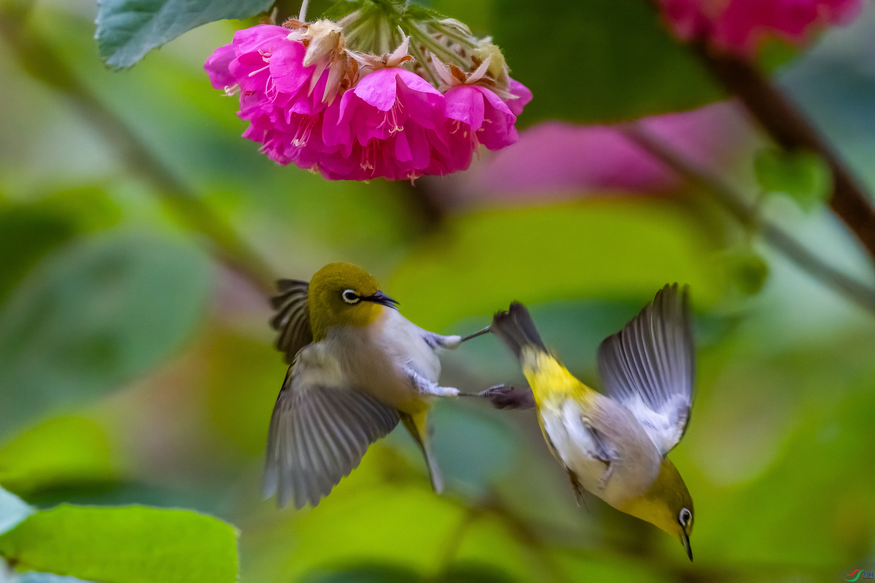 DSC04617-3.jpg