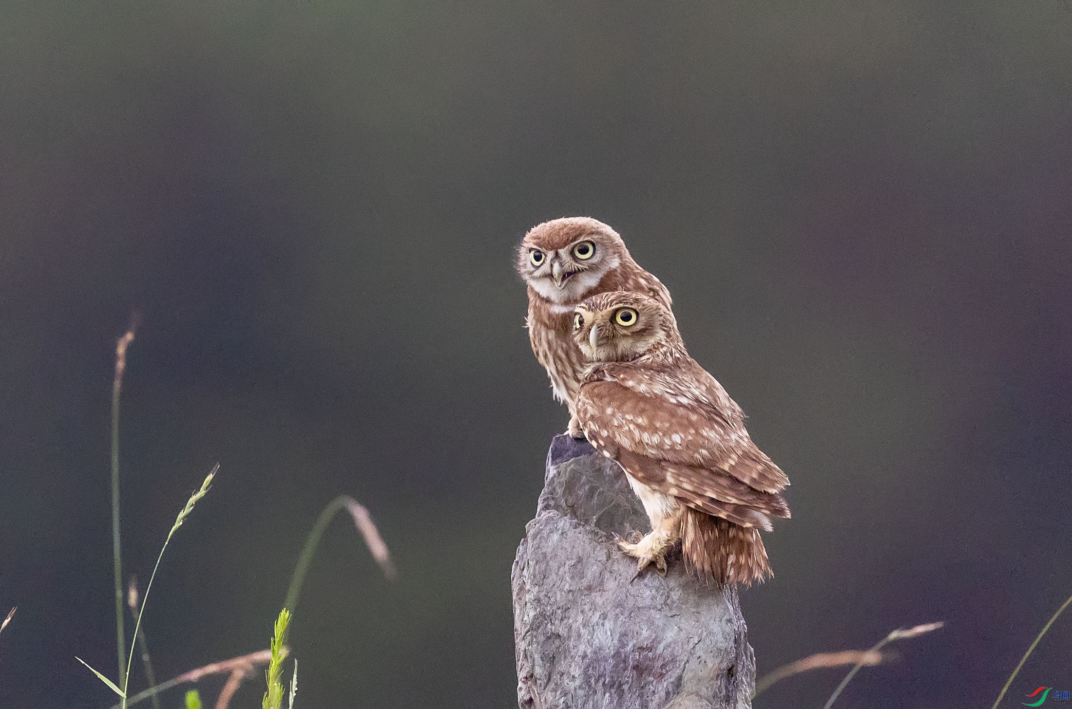 ���Ƹ�С�^