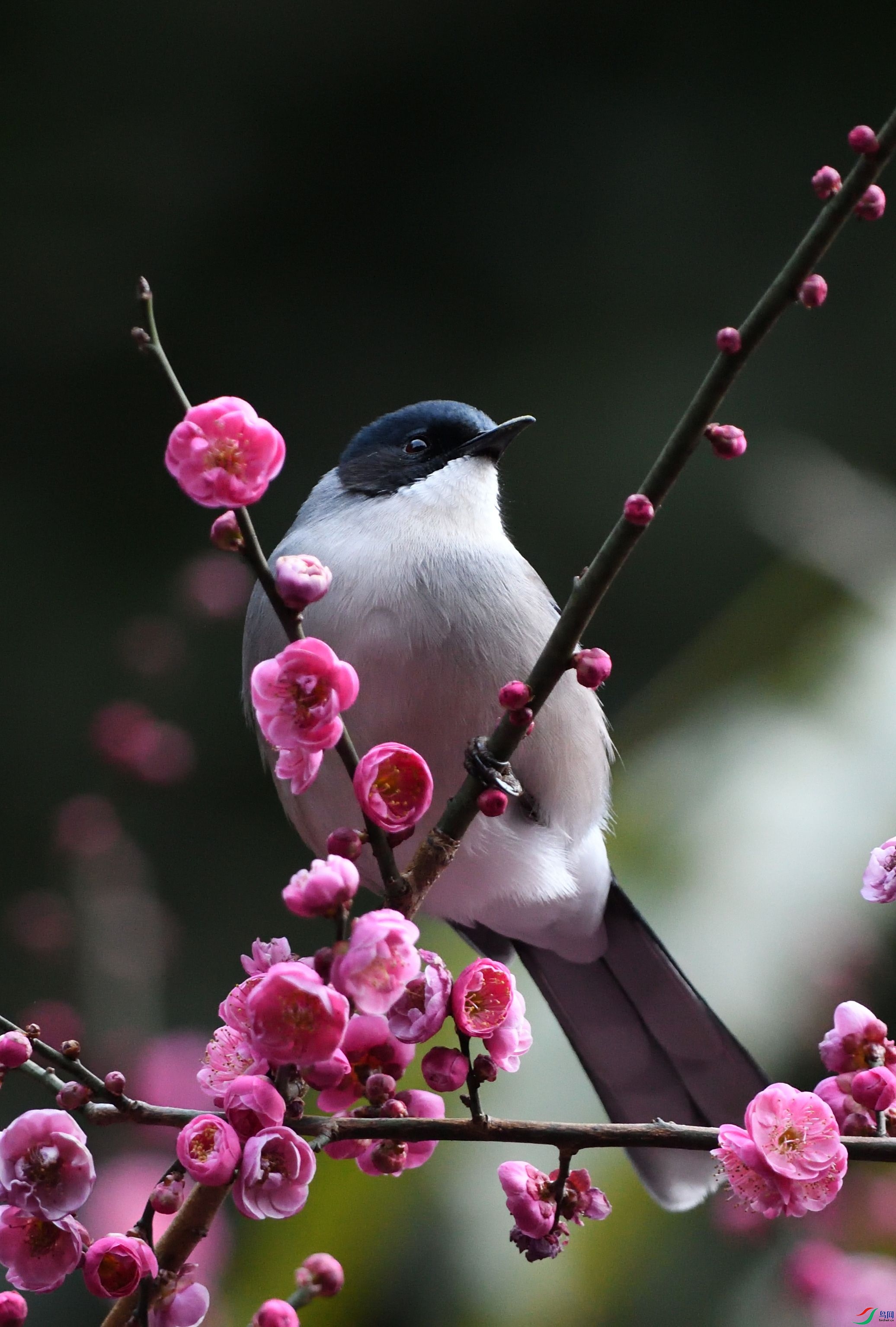 DSC_7797-1.JPG
