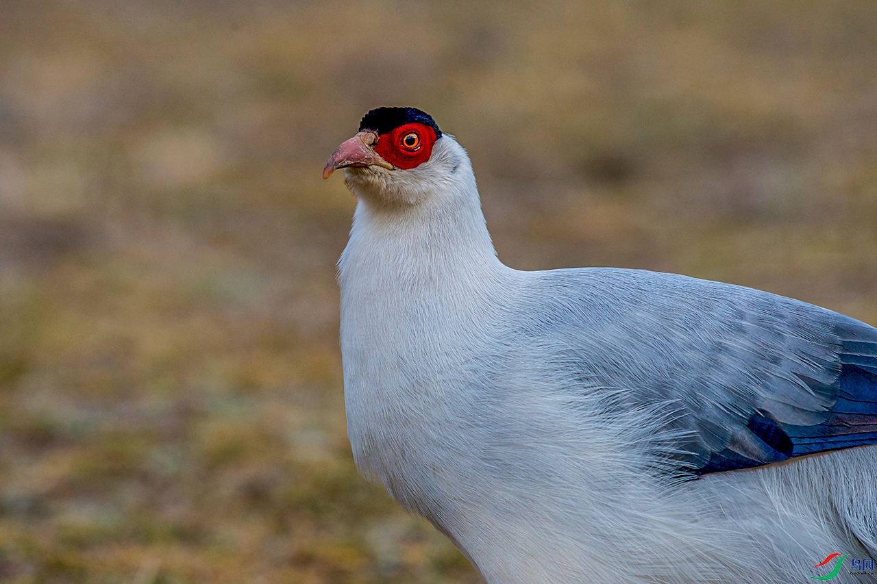 _DSC9052.jpg