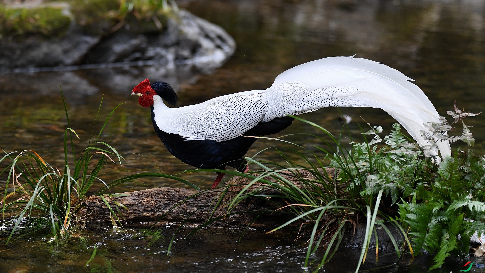 DSC_2678.jpg