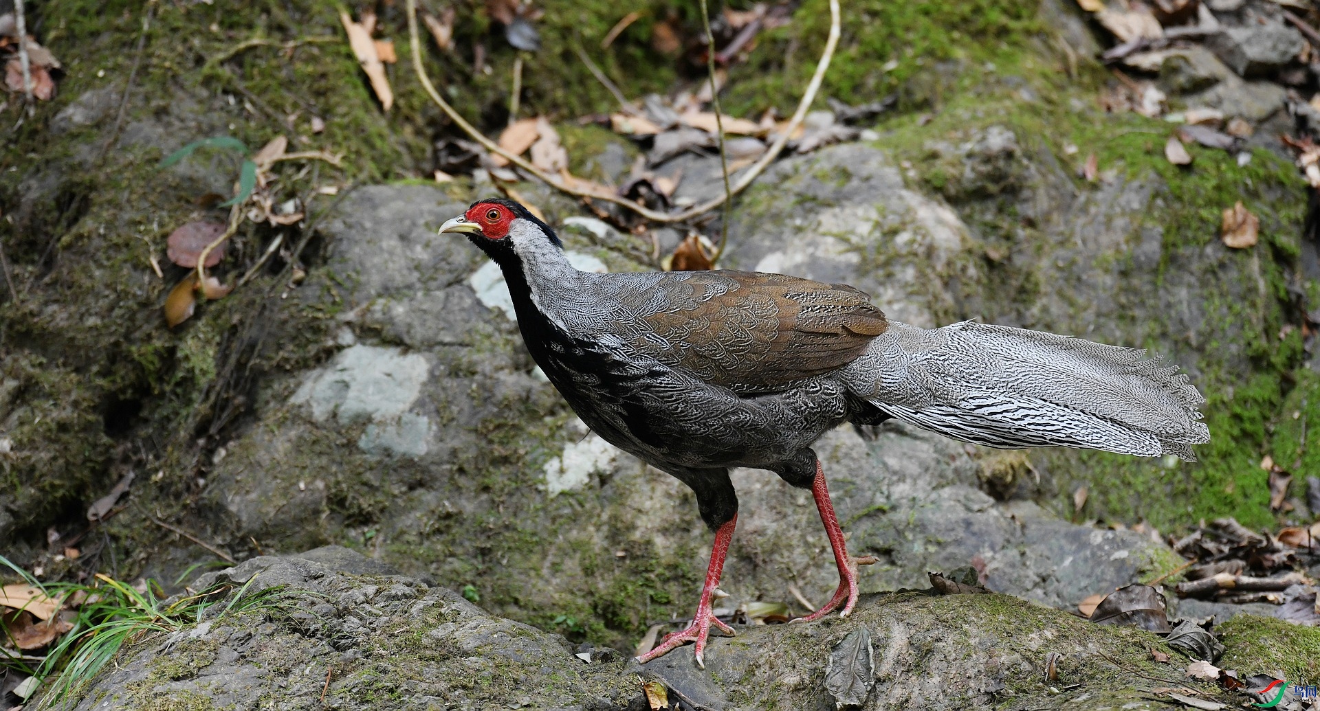 DSC_2699.jpg