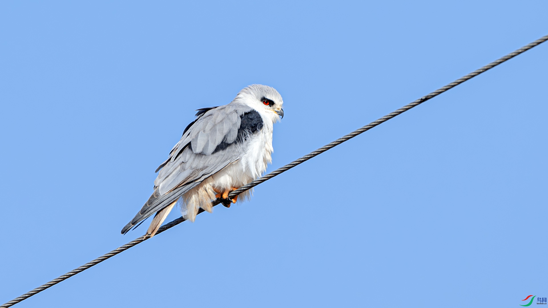 DSC_8603-����ǿ-NR ����.jpg