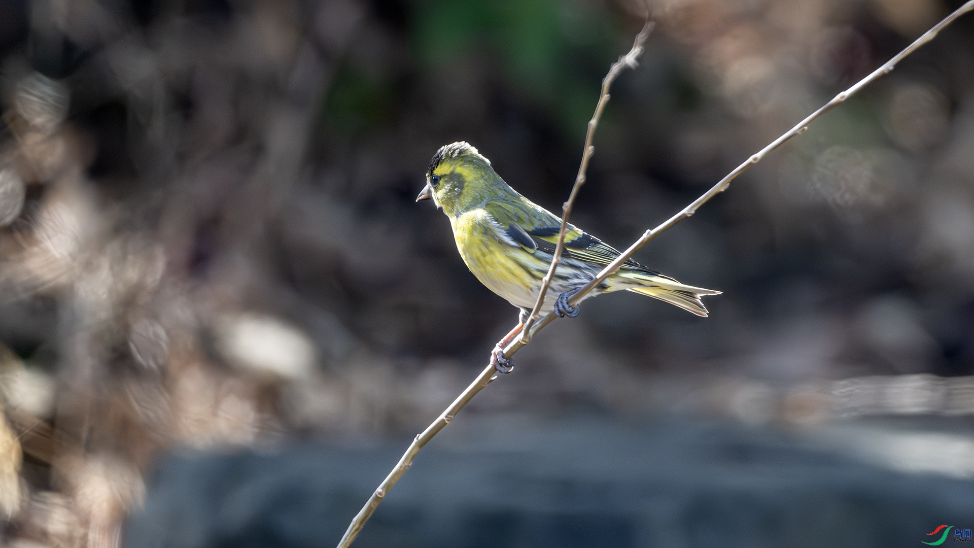 DSC_1276-����ǿ-NR ����.jpg