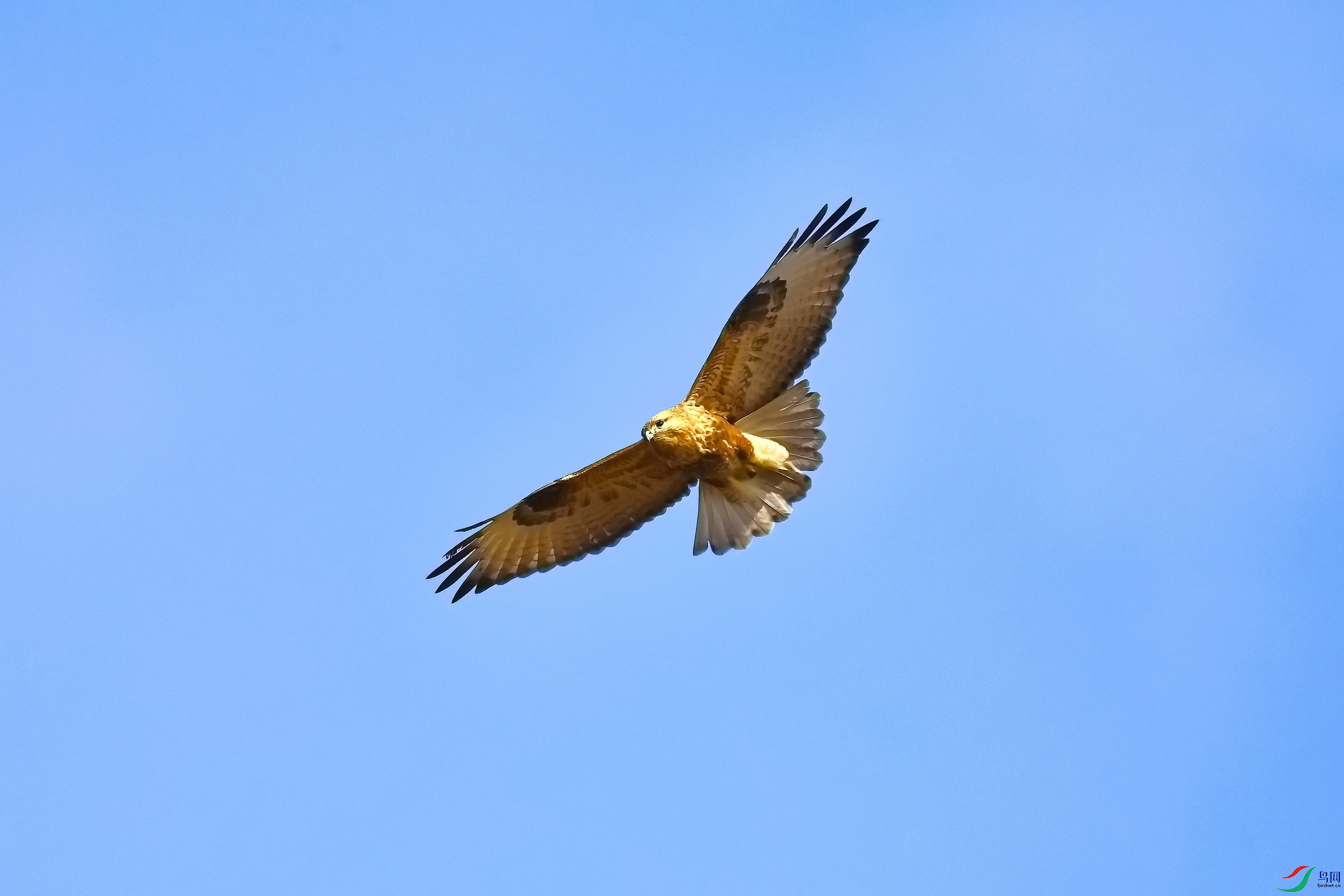 IMG_9310-1.JPG