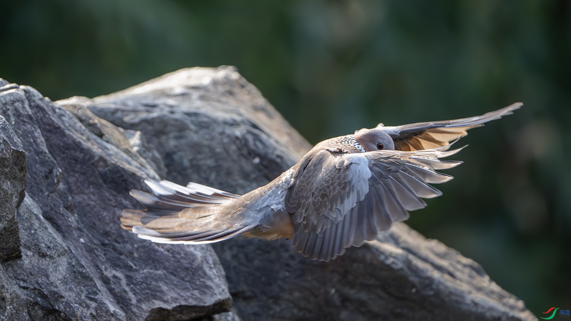 DSC_1345-����ǿ-NR ����.jpg