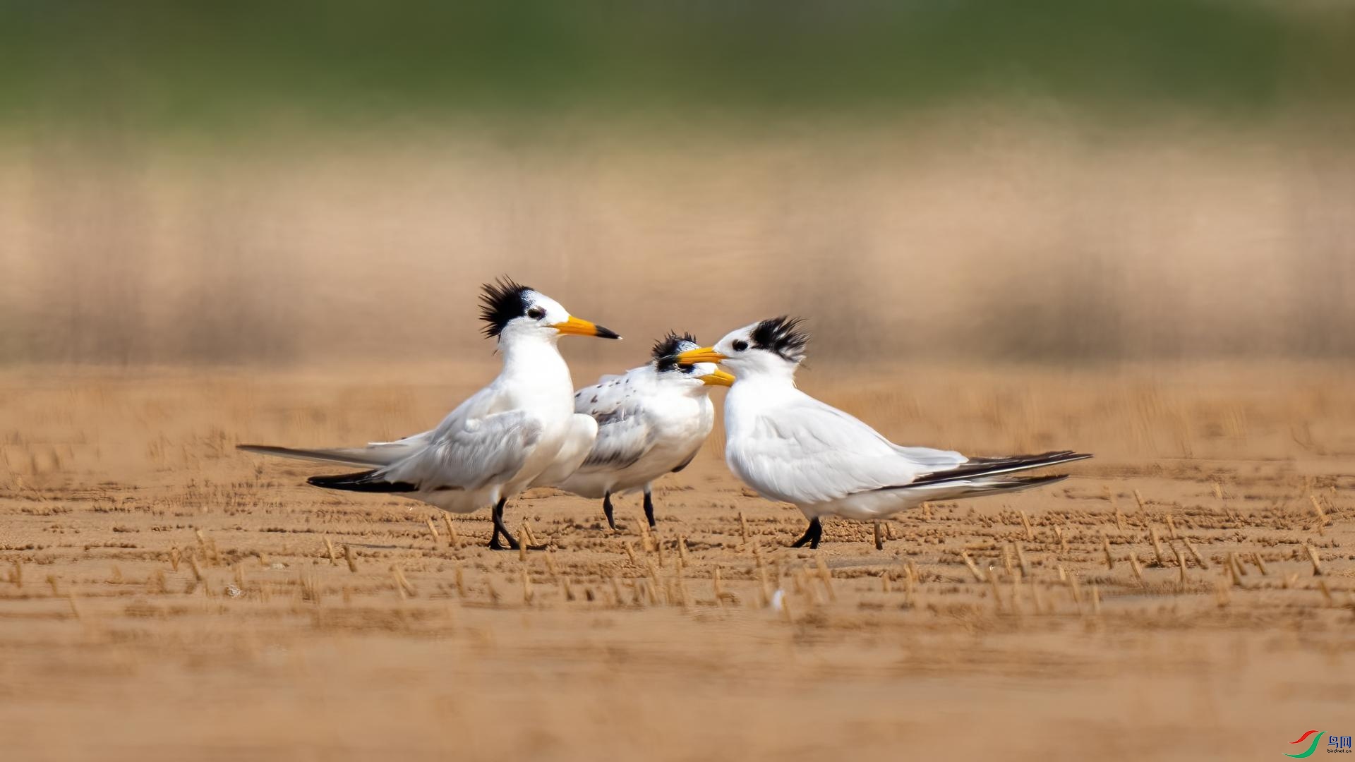 DSC06294 ����.jpg