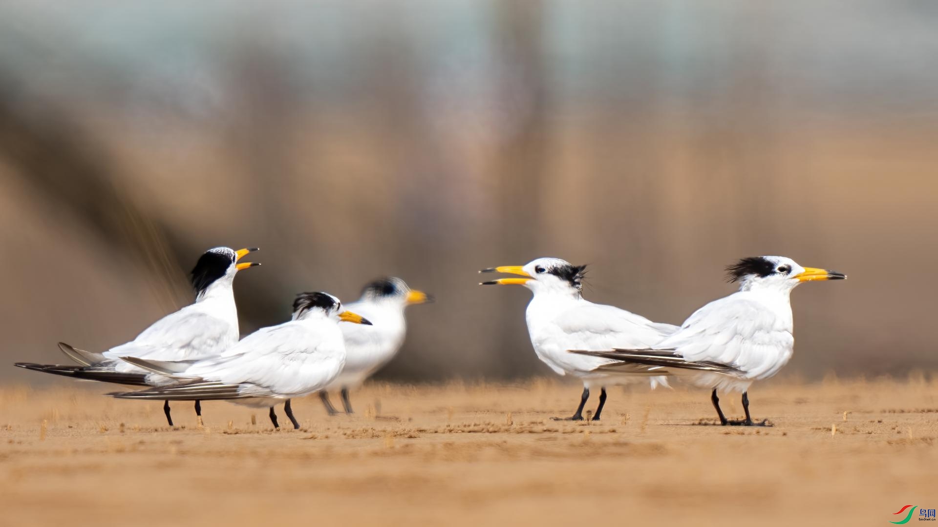 DSC07061 ����.jpg