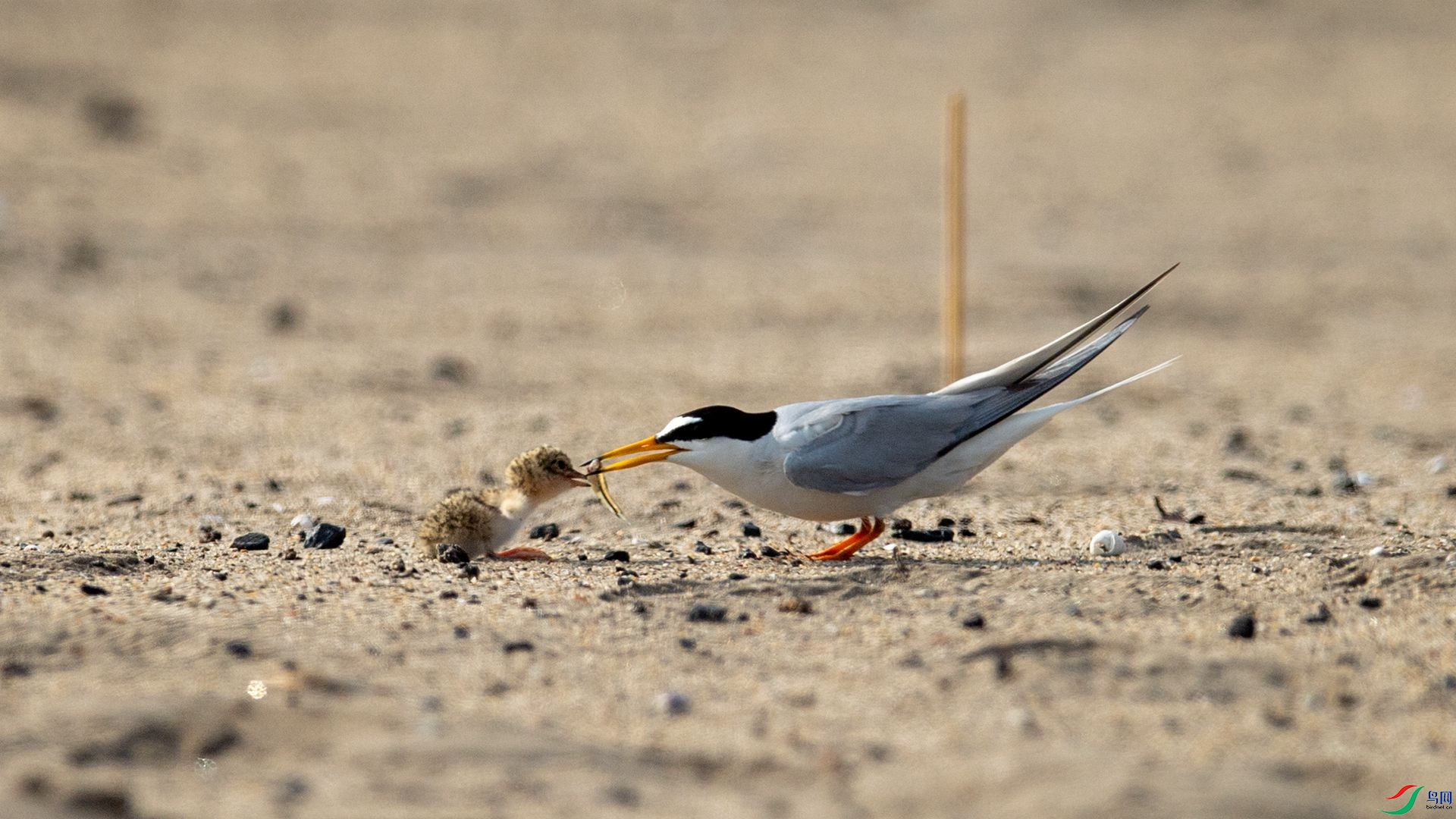 _WGB2301 ����.jpg