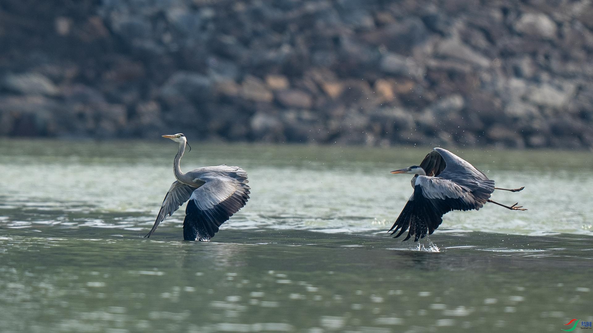 DSC07299 ����.jpg