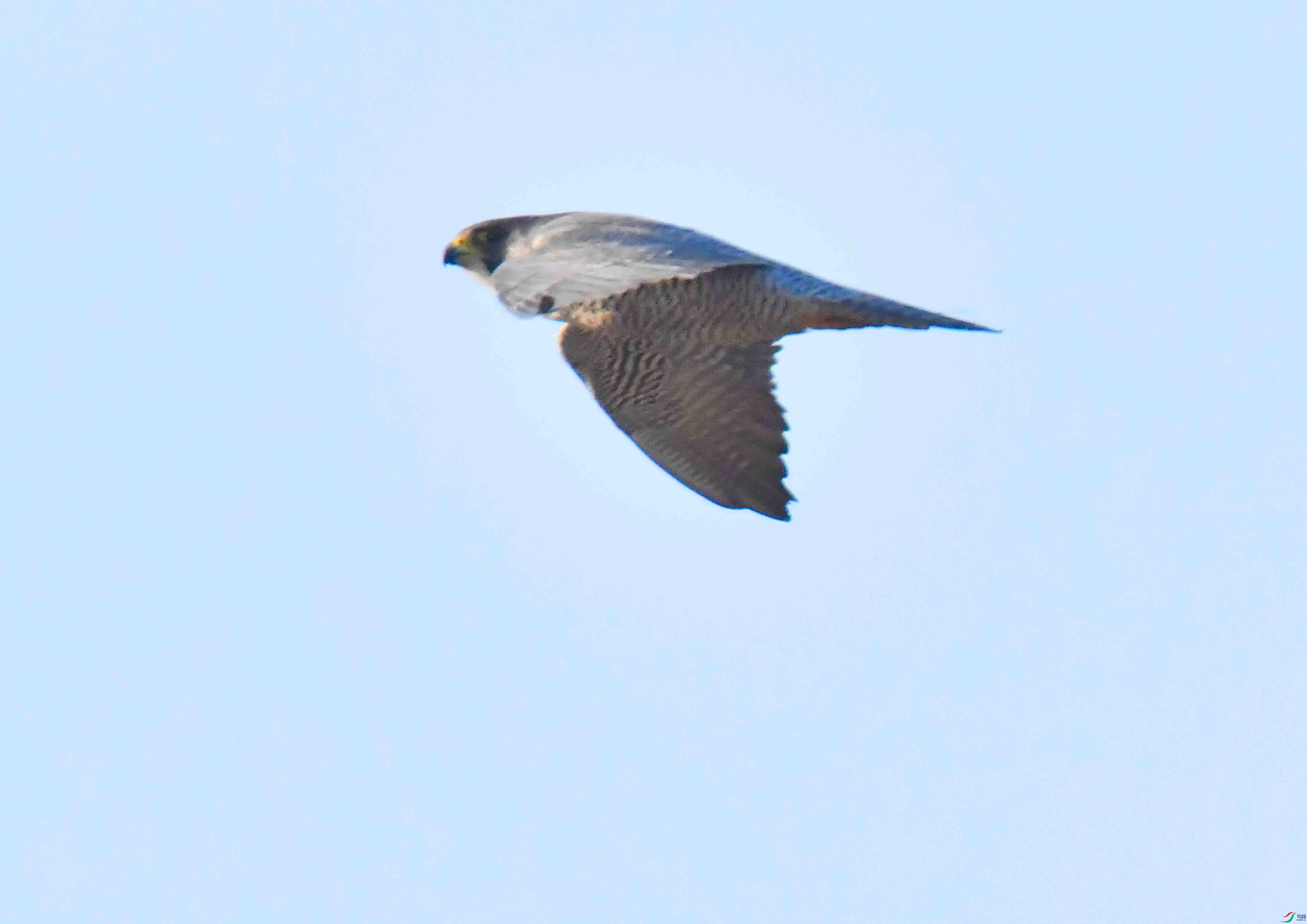 DSC_8150.JPG
