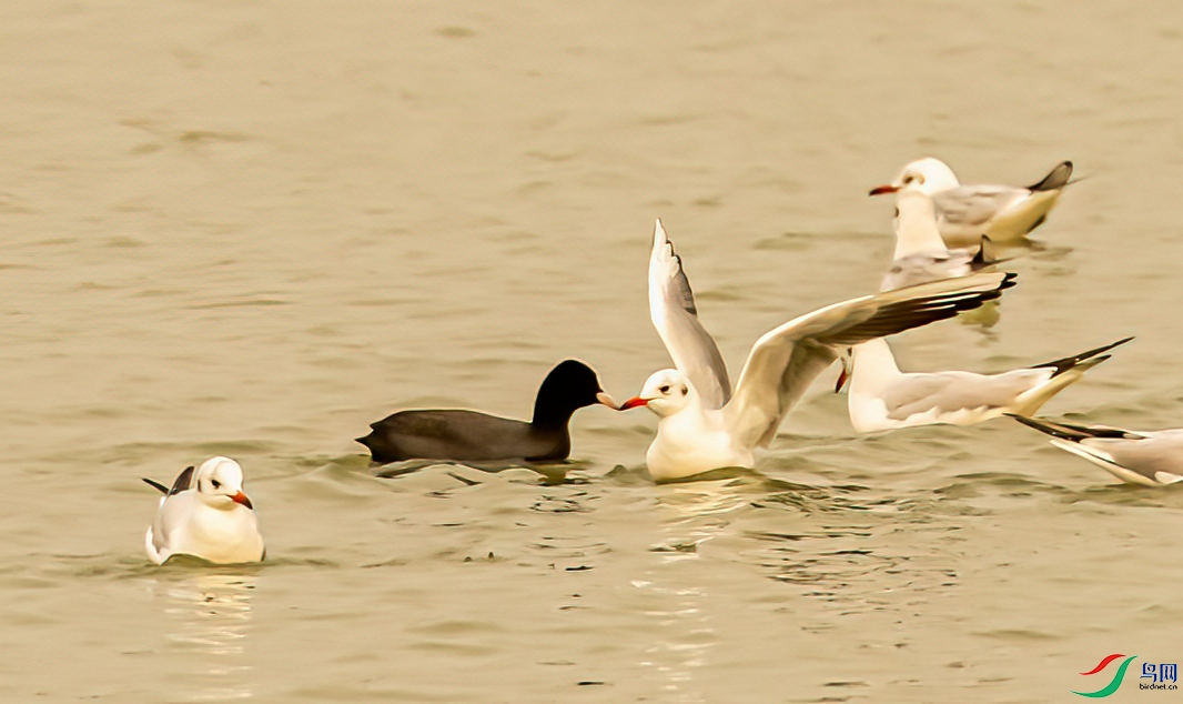 DSC_6529-1.jpg