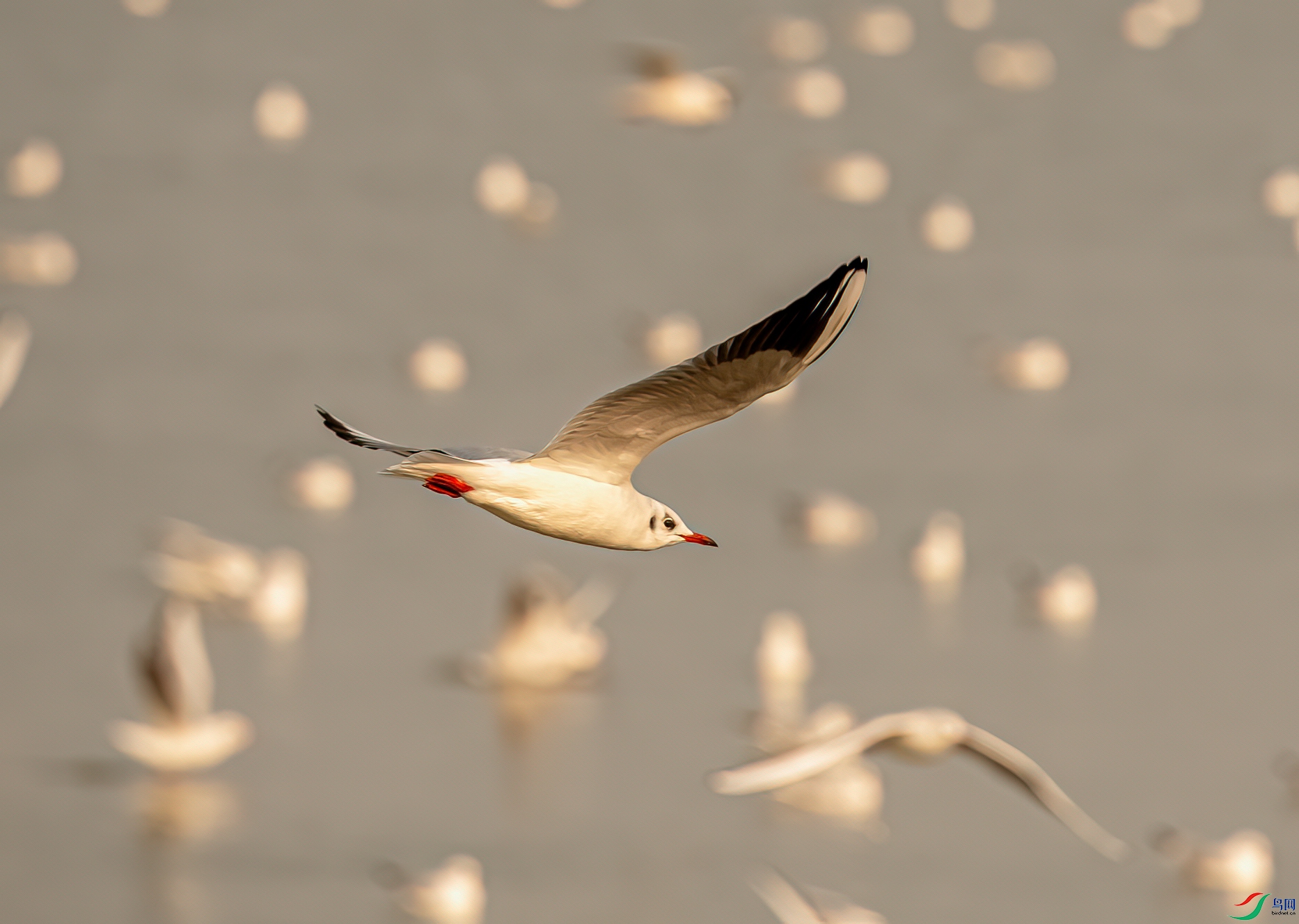 DSC_6916-1.jpg
