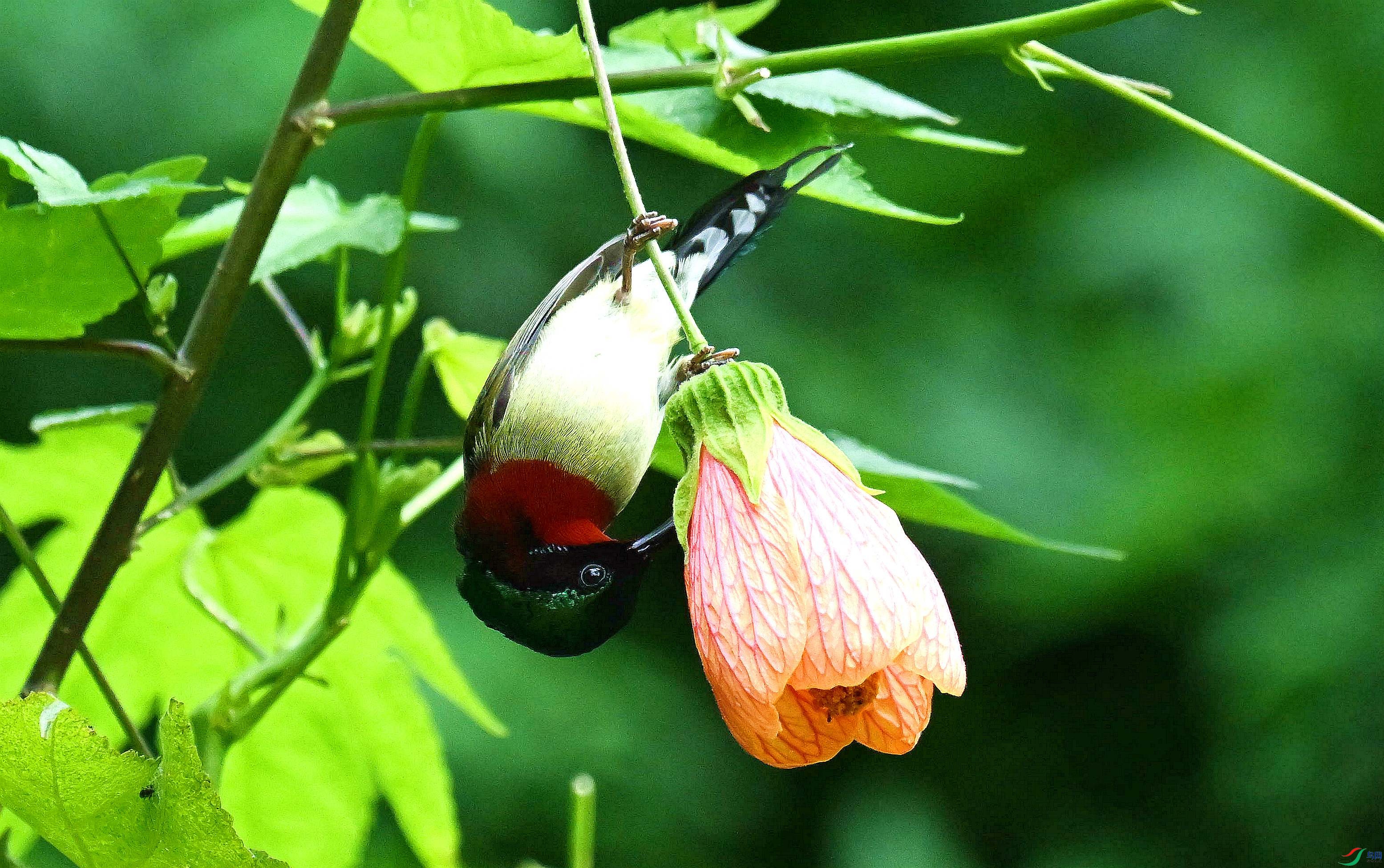 DSC_2871_����.jpg