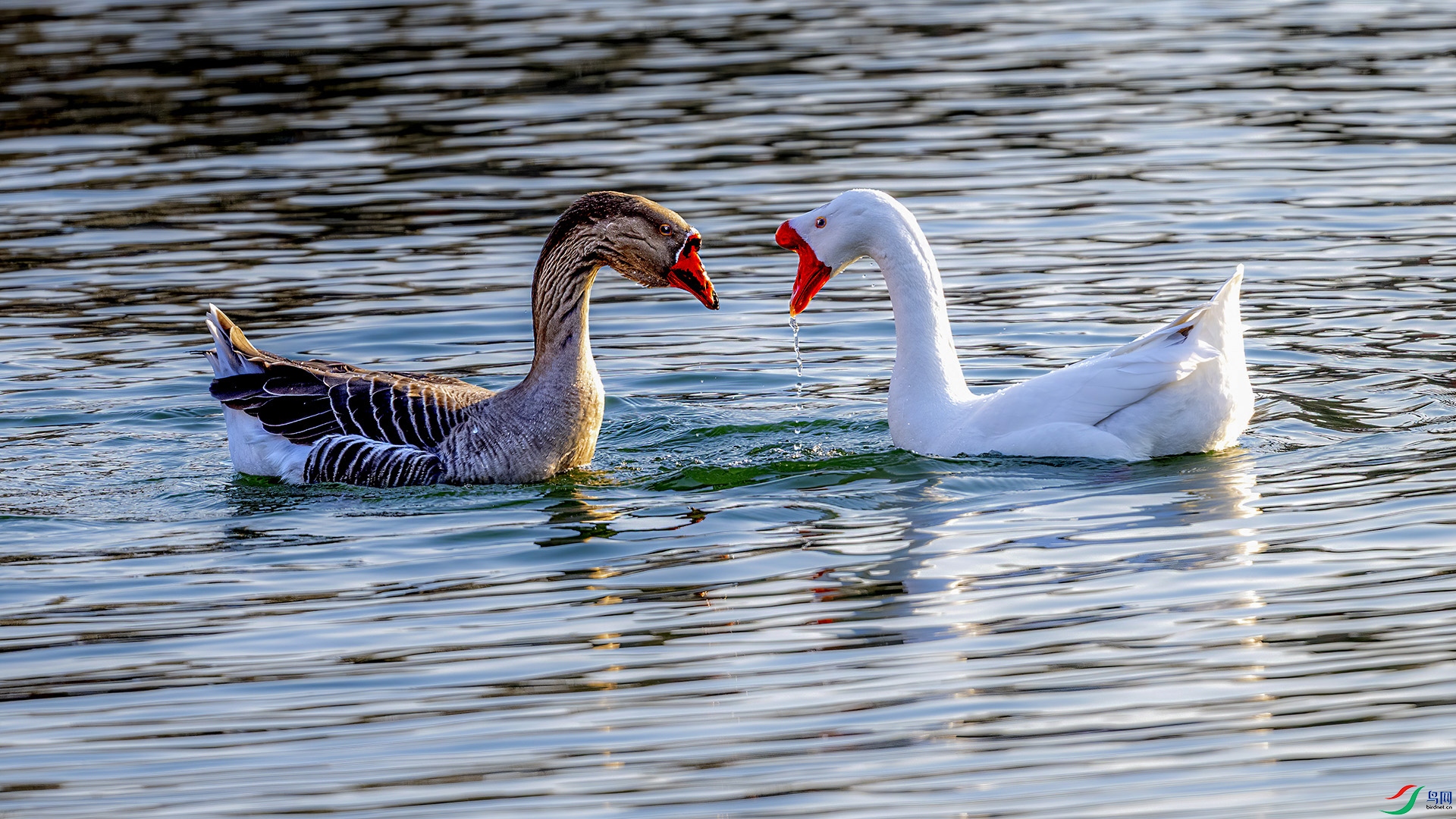 DSC_1282-.jpg